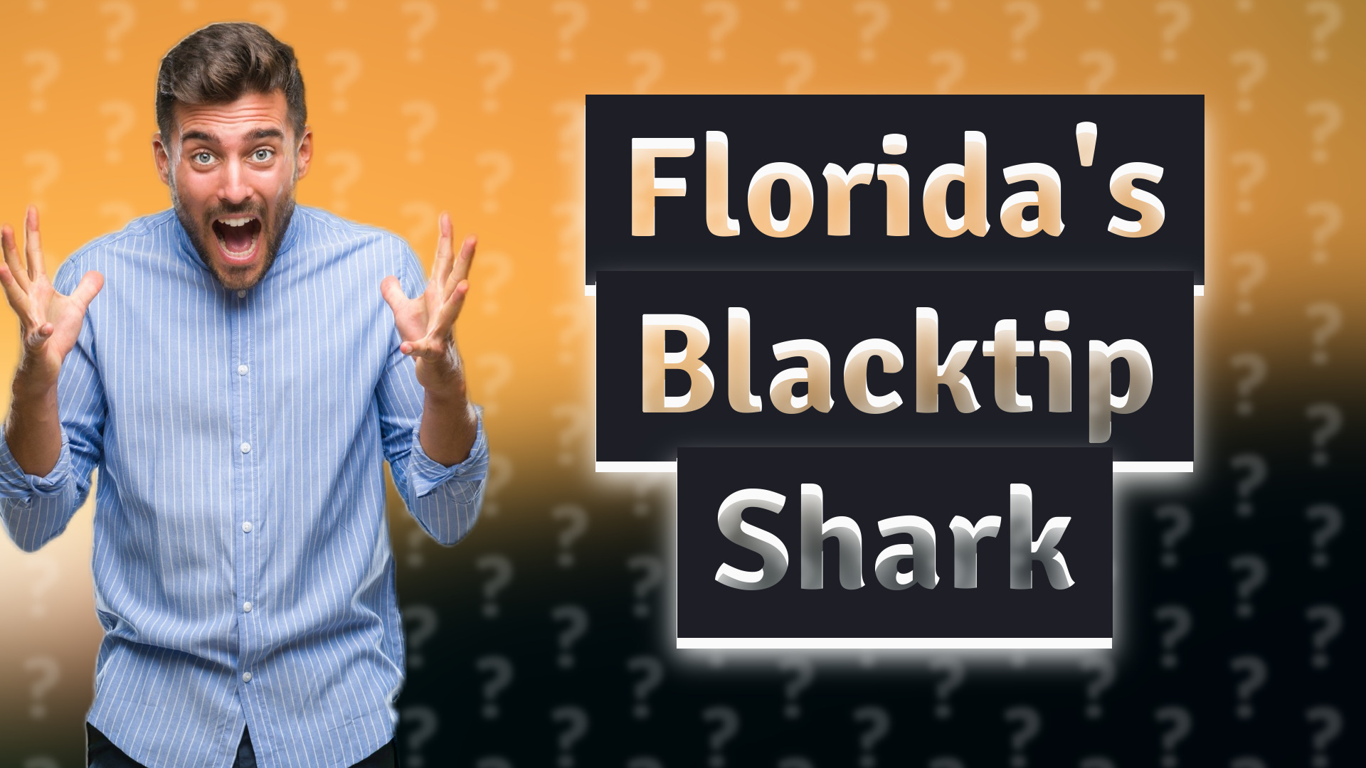 Florida's Blacktip Shark
