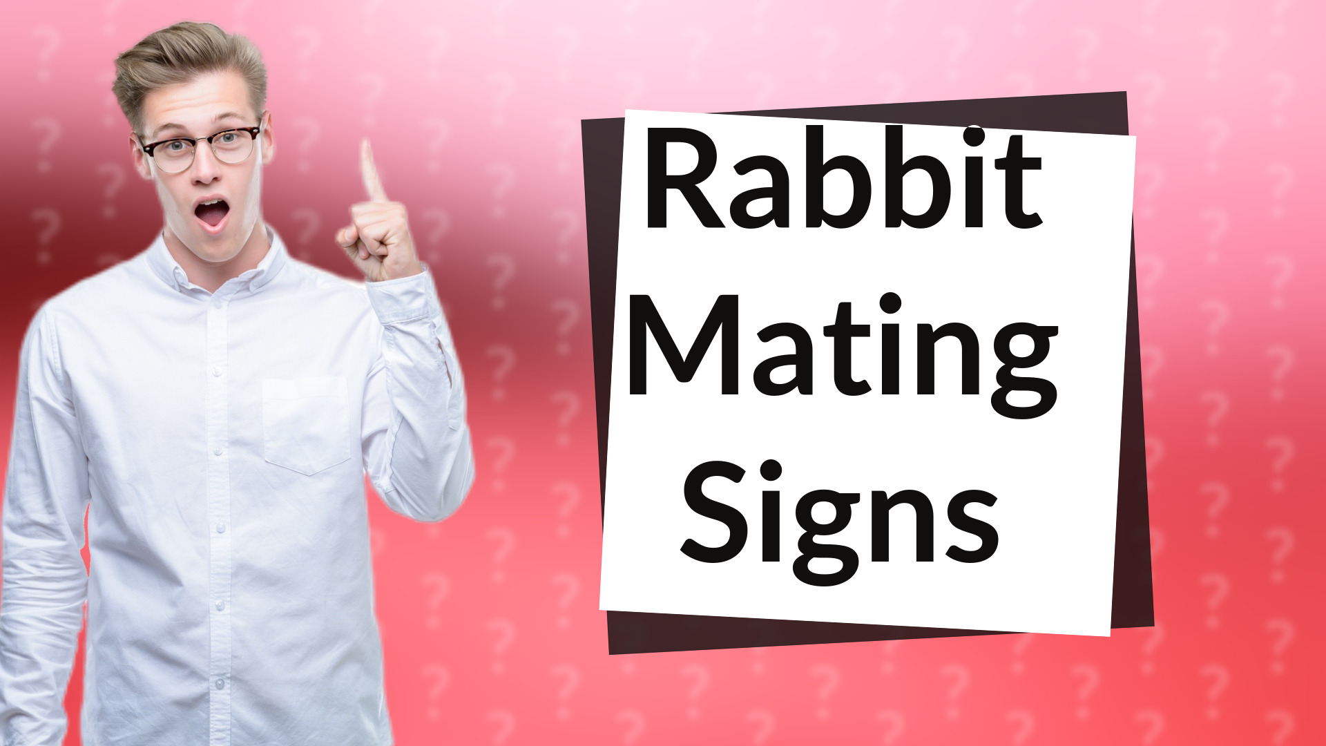 Rabbit Mating Signs