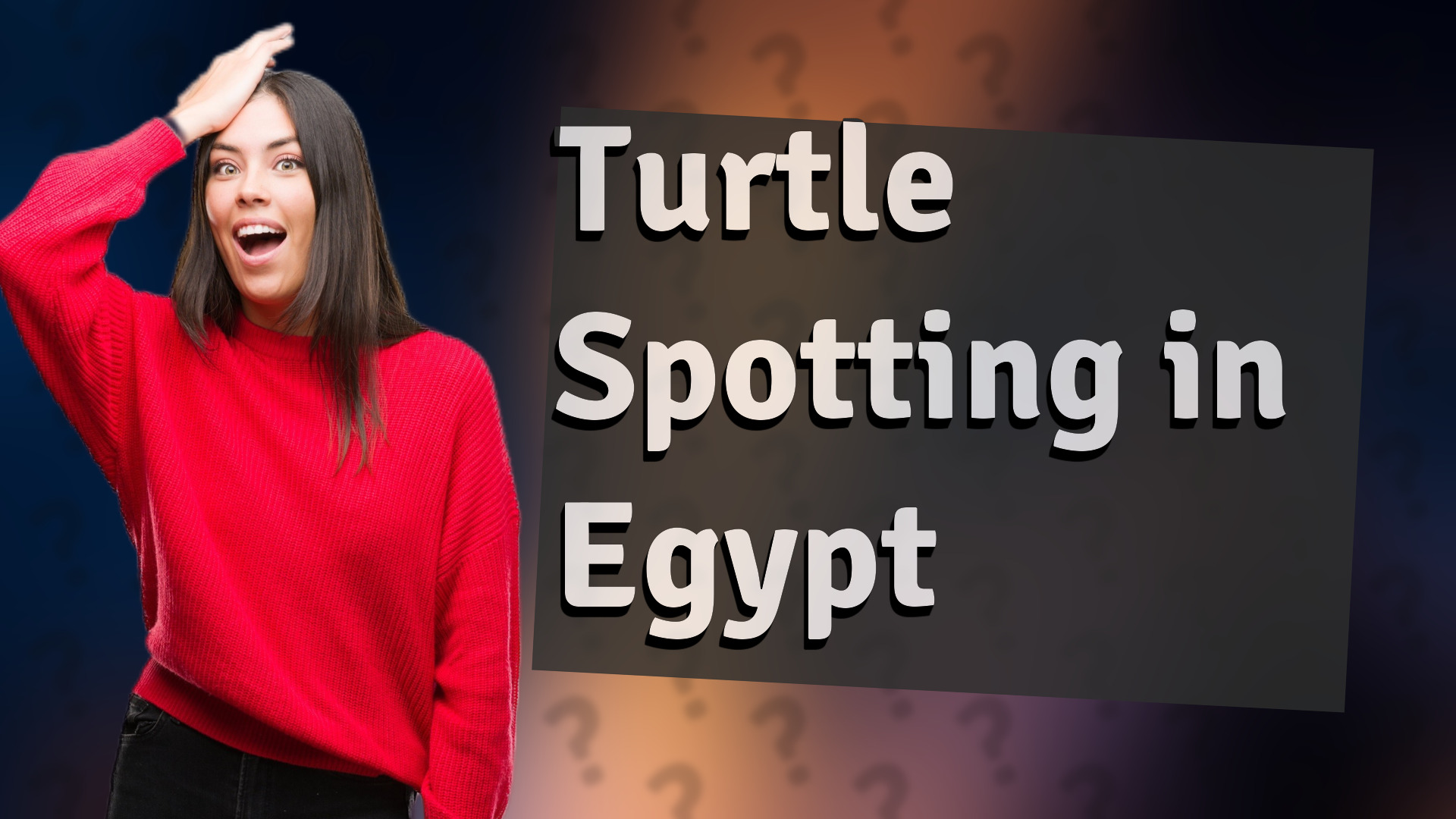 Turtle Spotting in Egypt