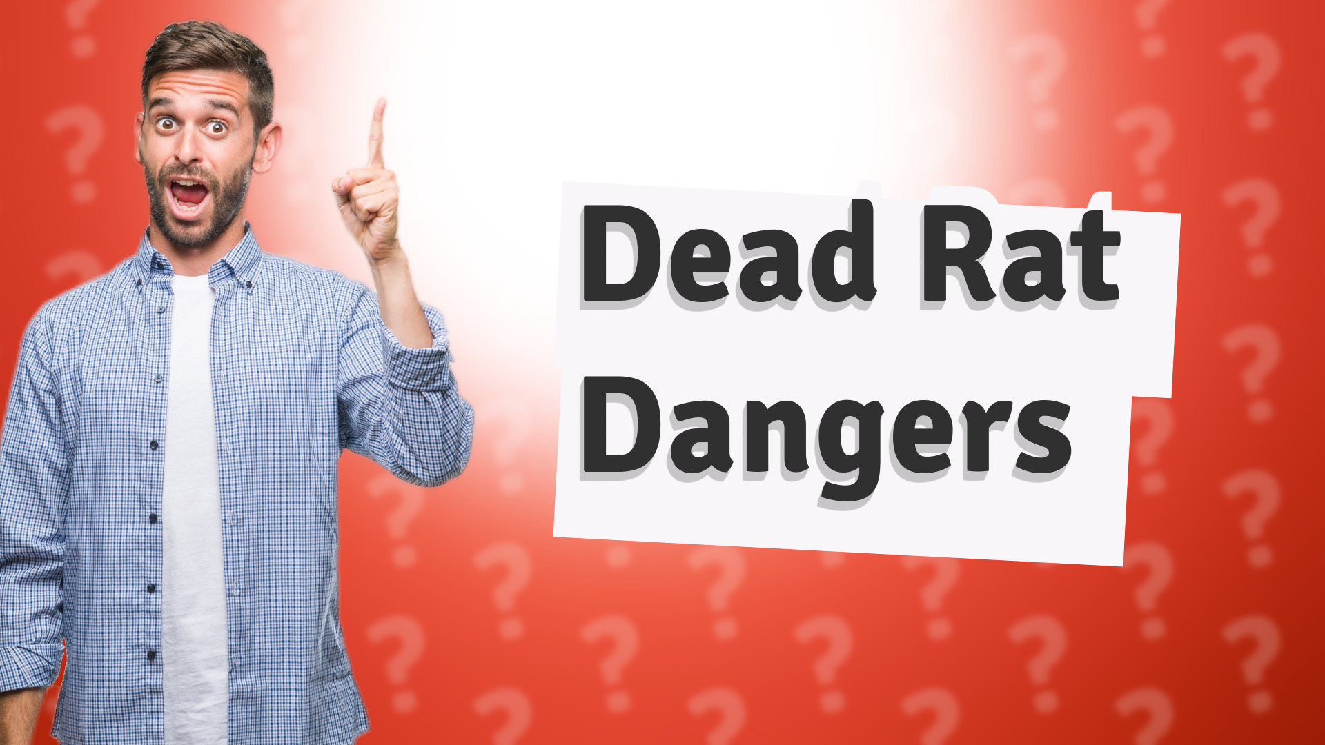 Dead Rat Dangers