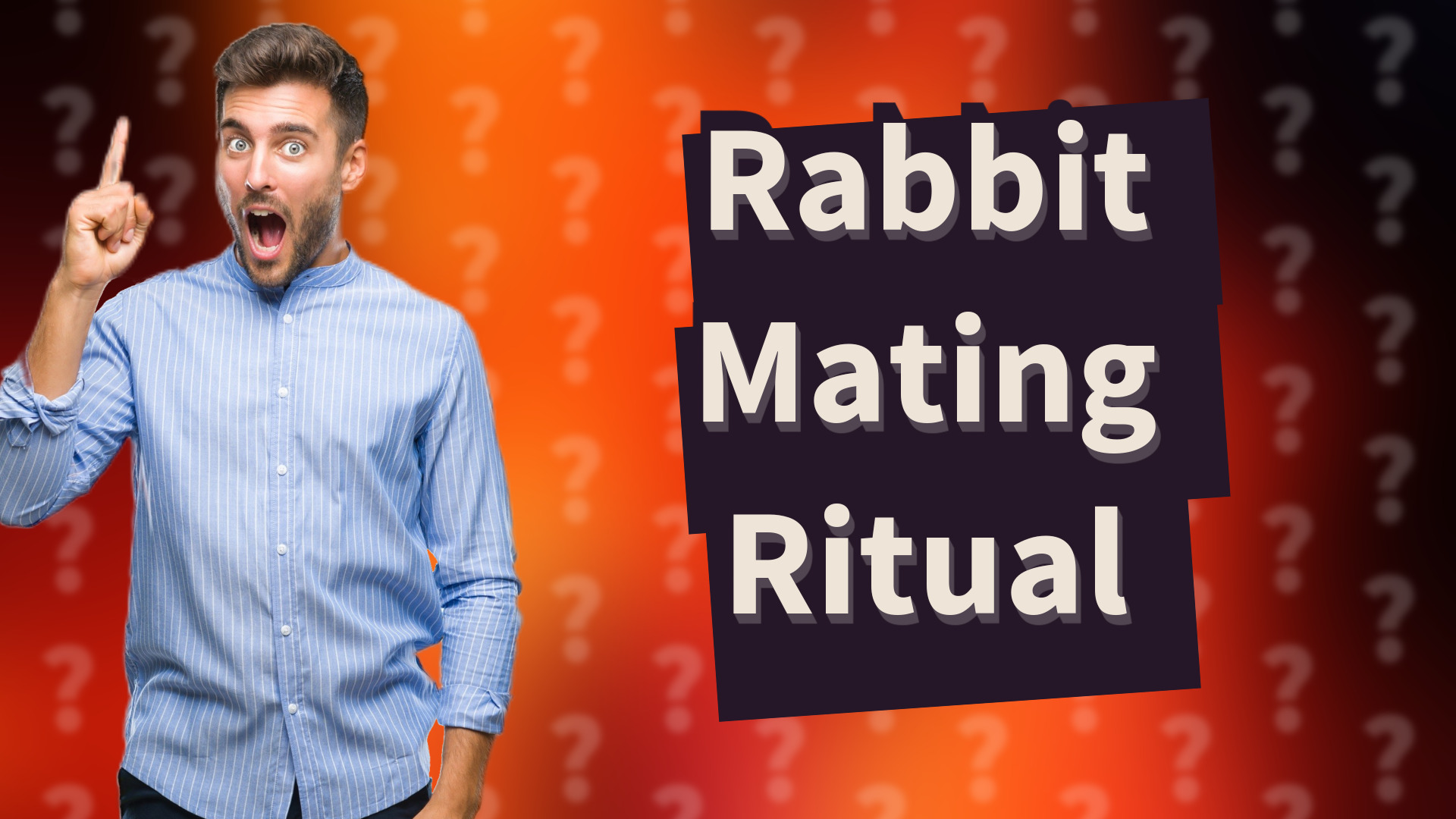 Rabbit Mating Ritual