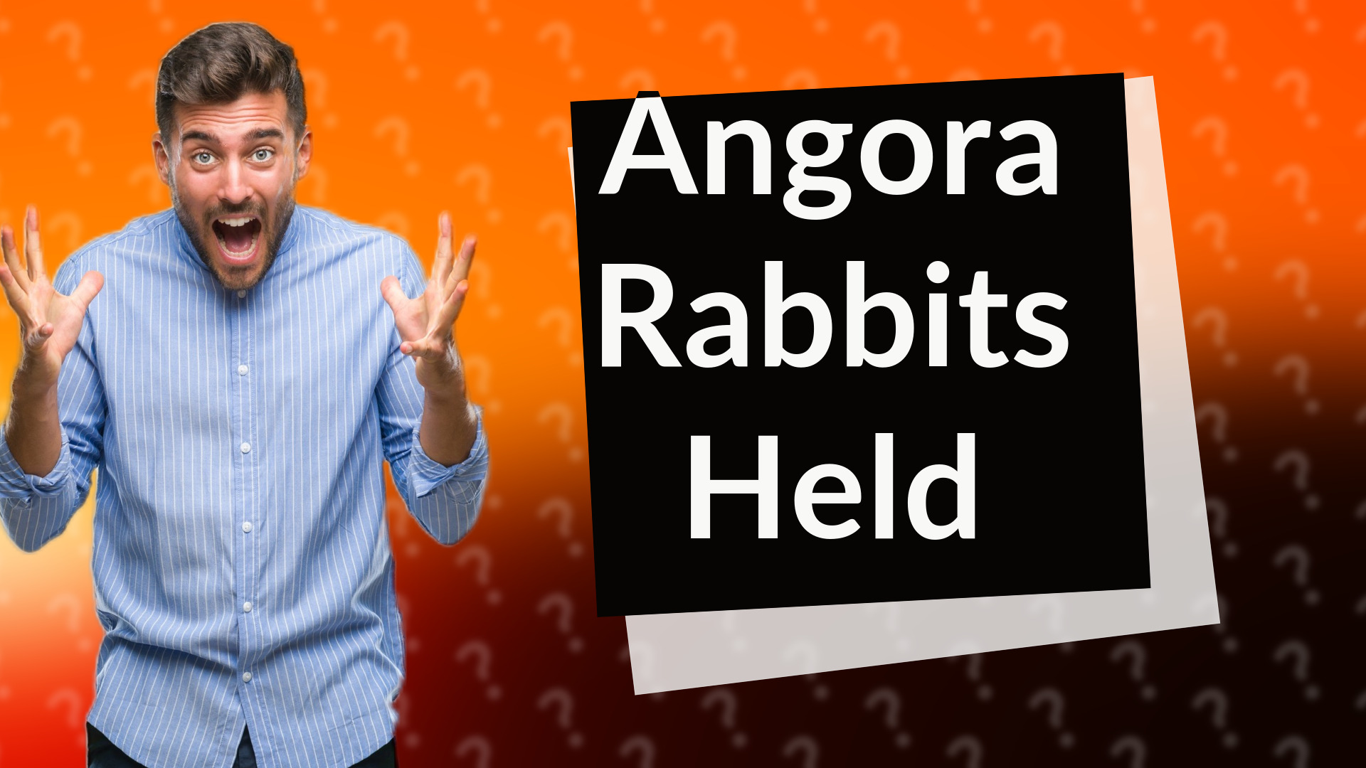 Angora Rabbits Held