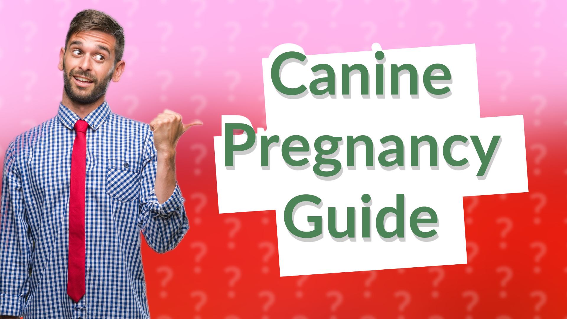 Canine Pregnancy Guide