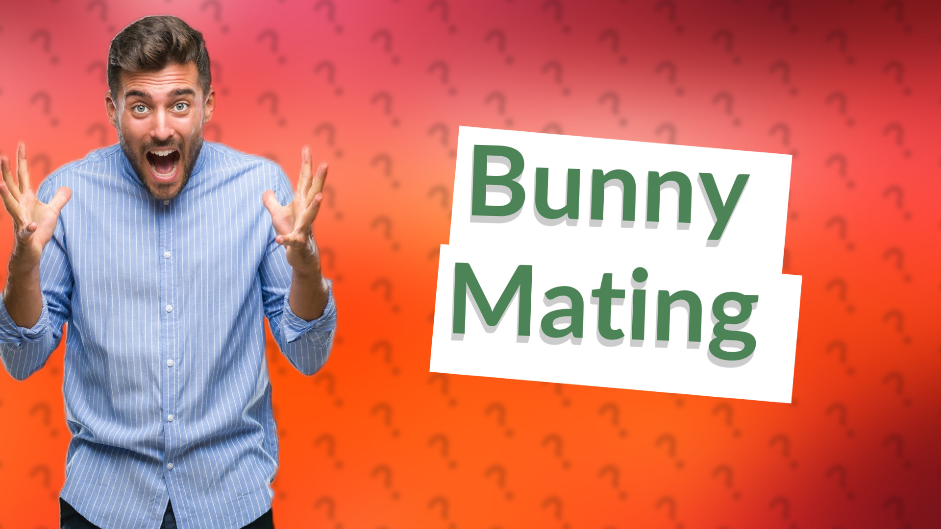 Bunny Mating