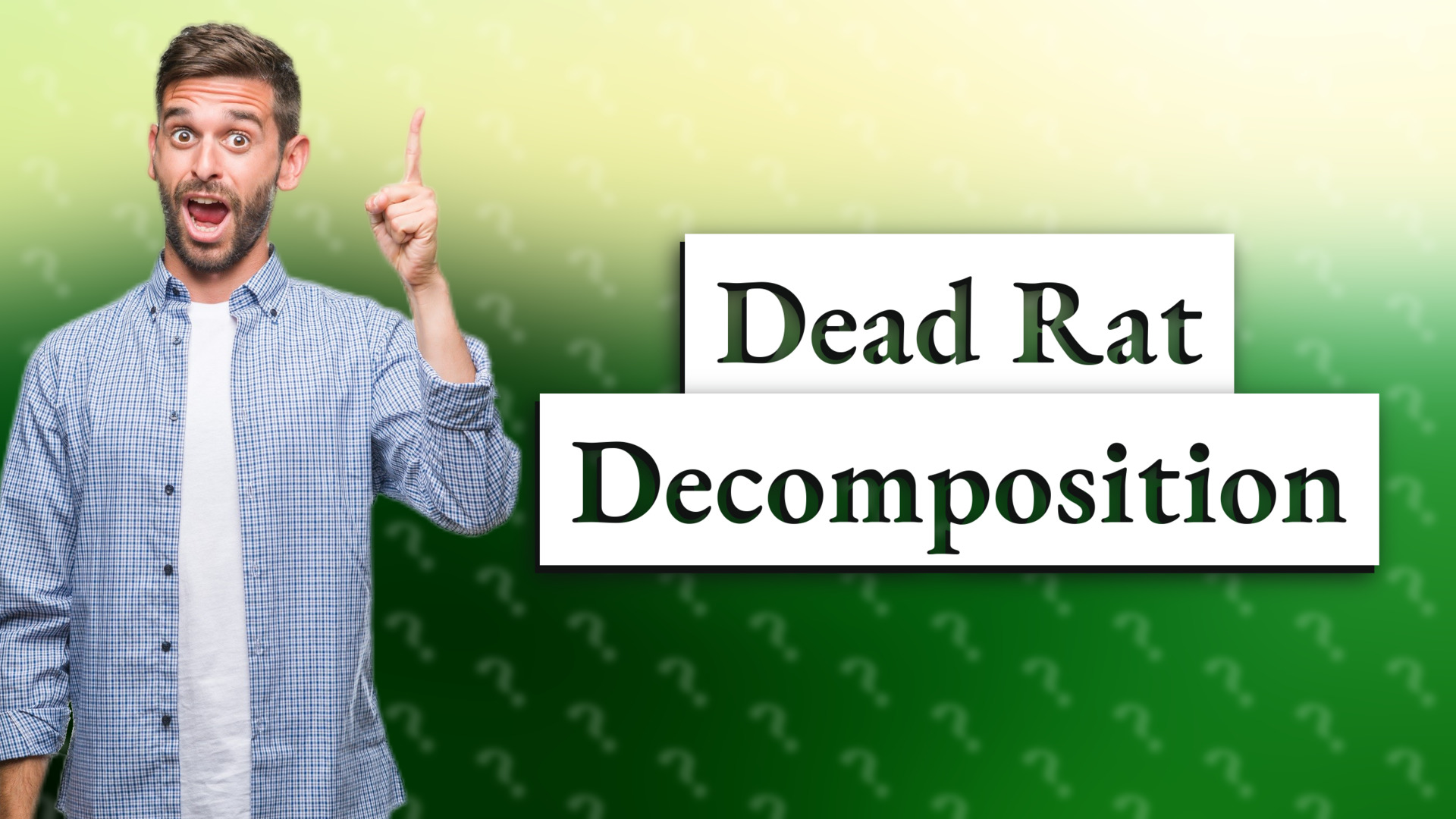 Dead Rat Decomposition