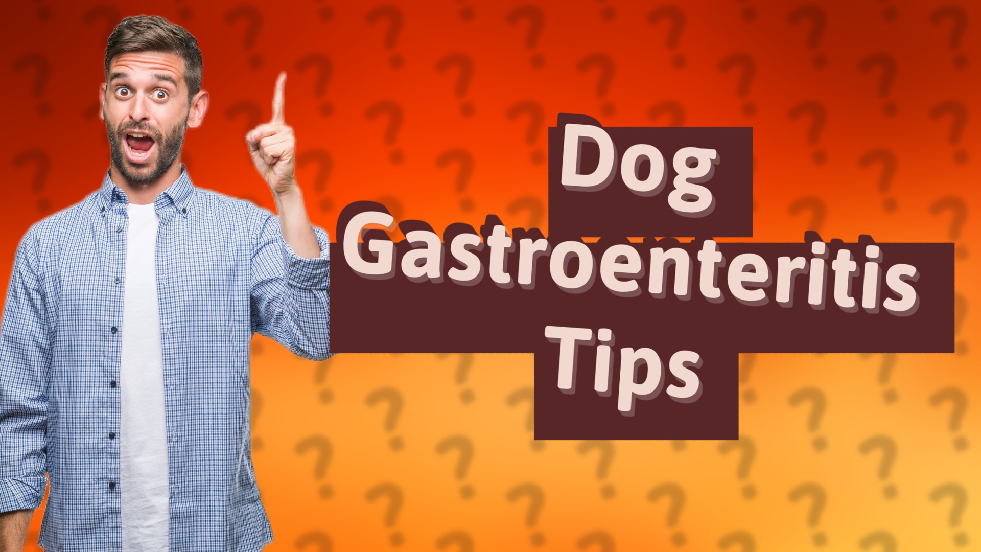 Dog Gastroenteritis Tips