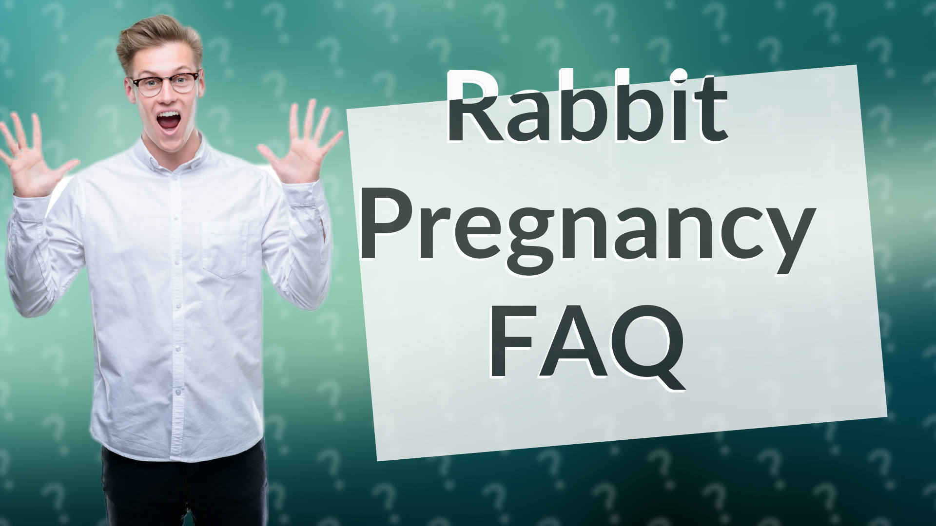 Rabbit Pregnancy FAQ