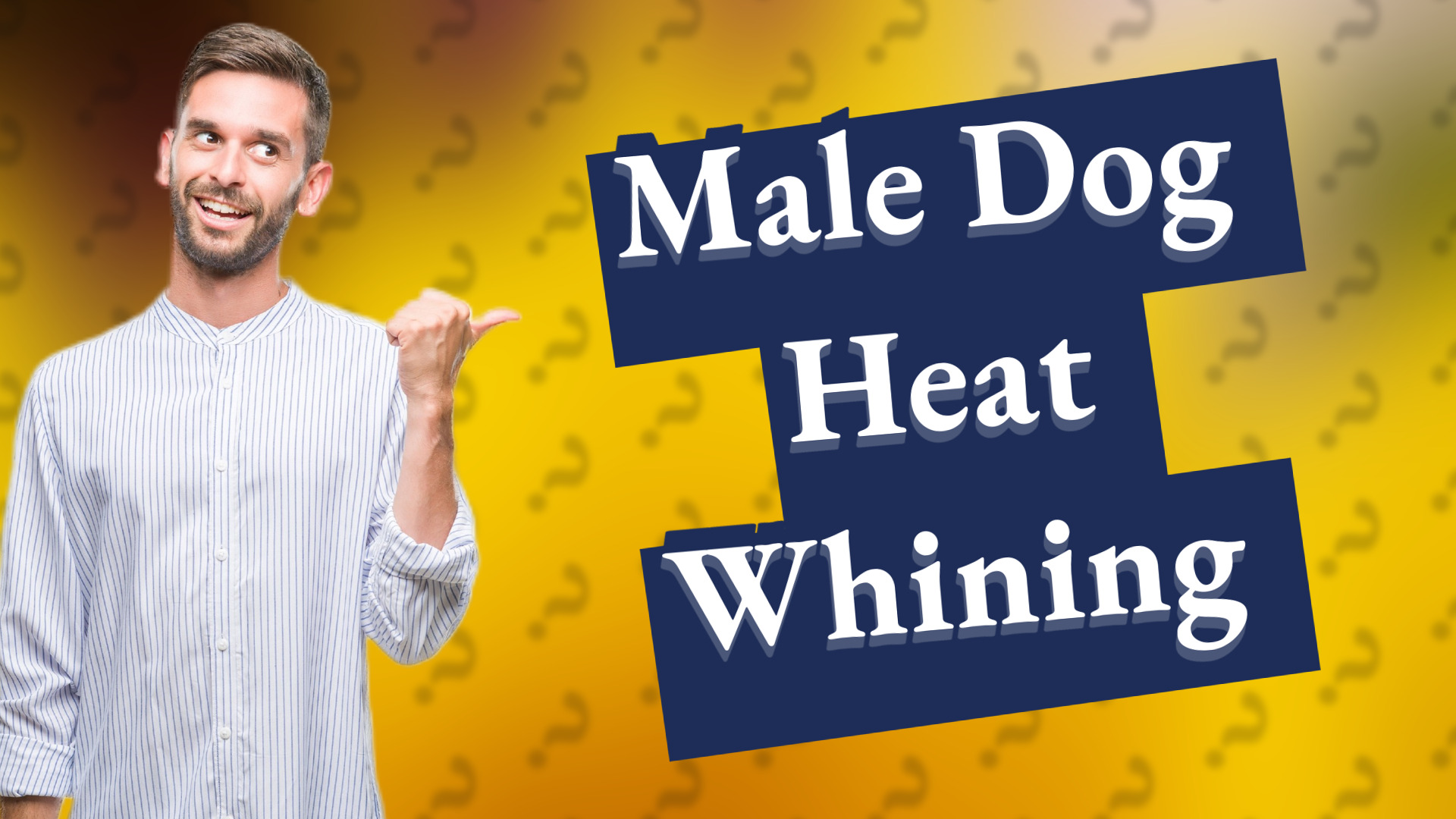 Male Dog Heat Whining
