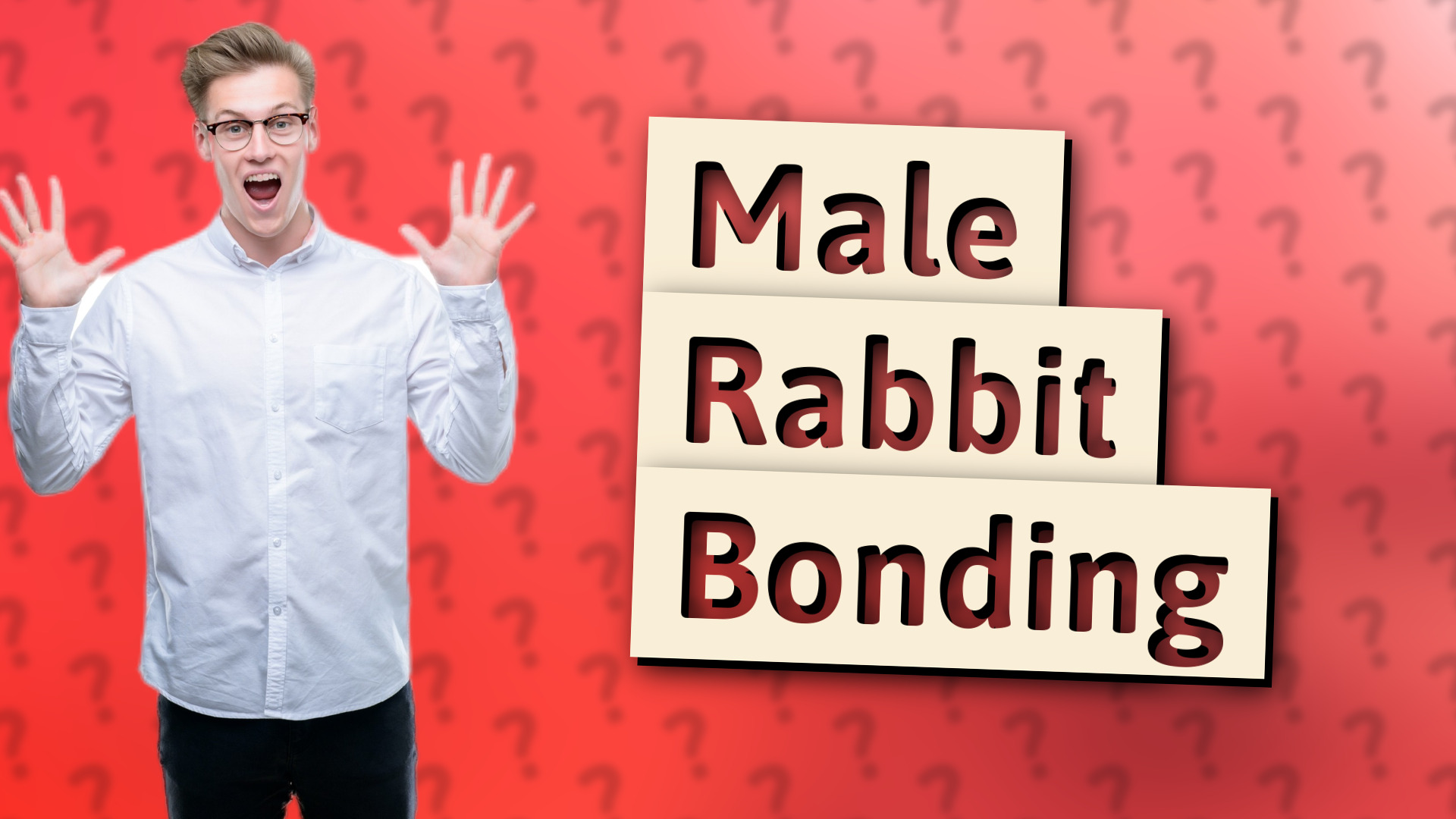 Male Rabbit Bonding