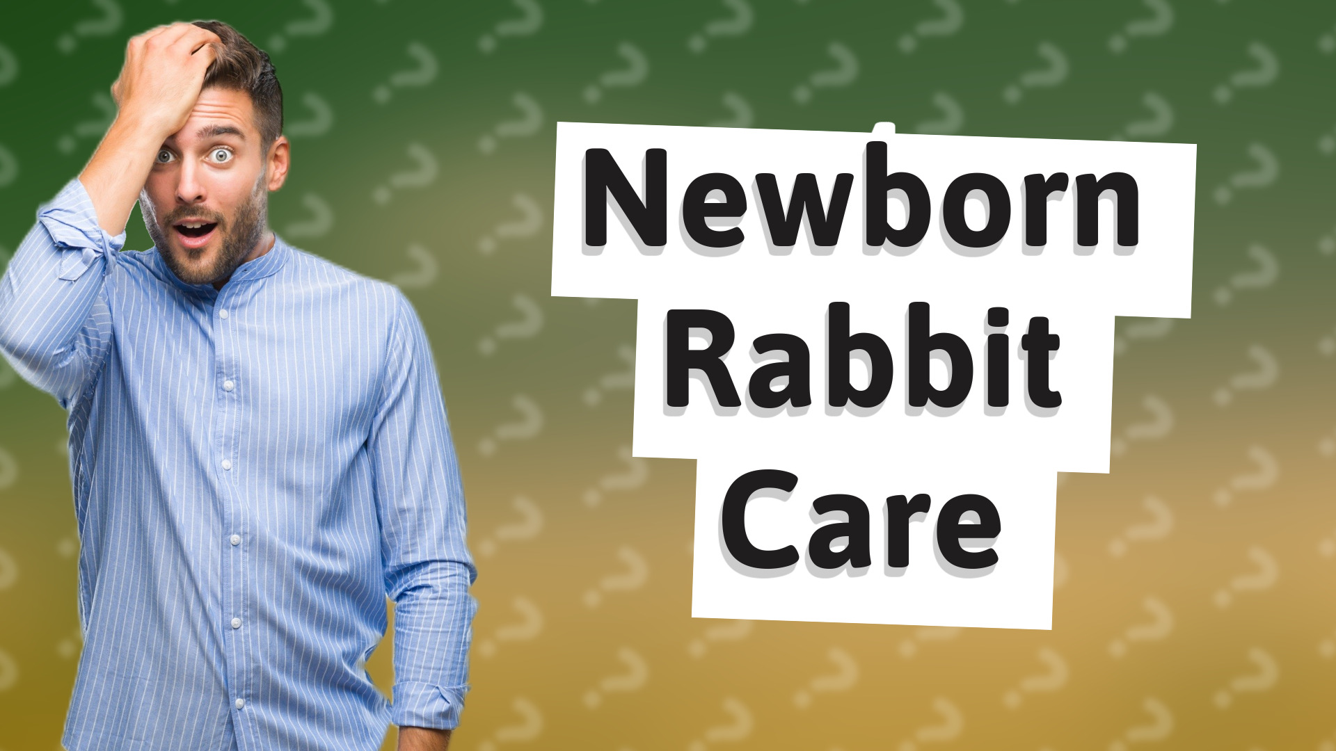 Newborn Rabbit Care