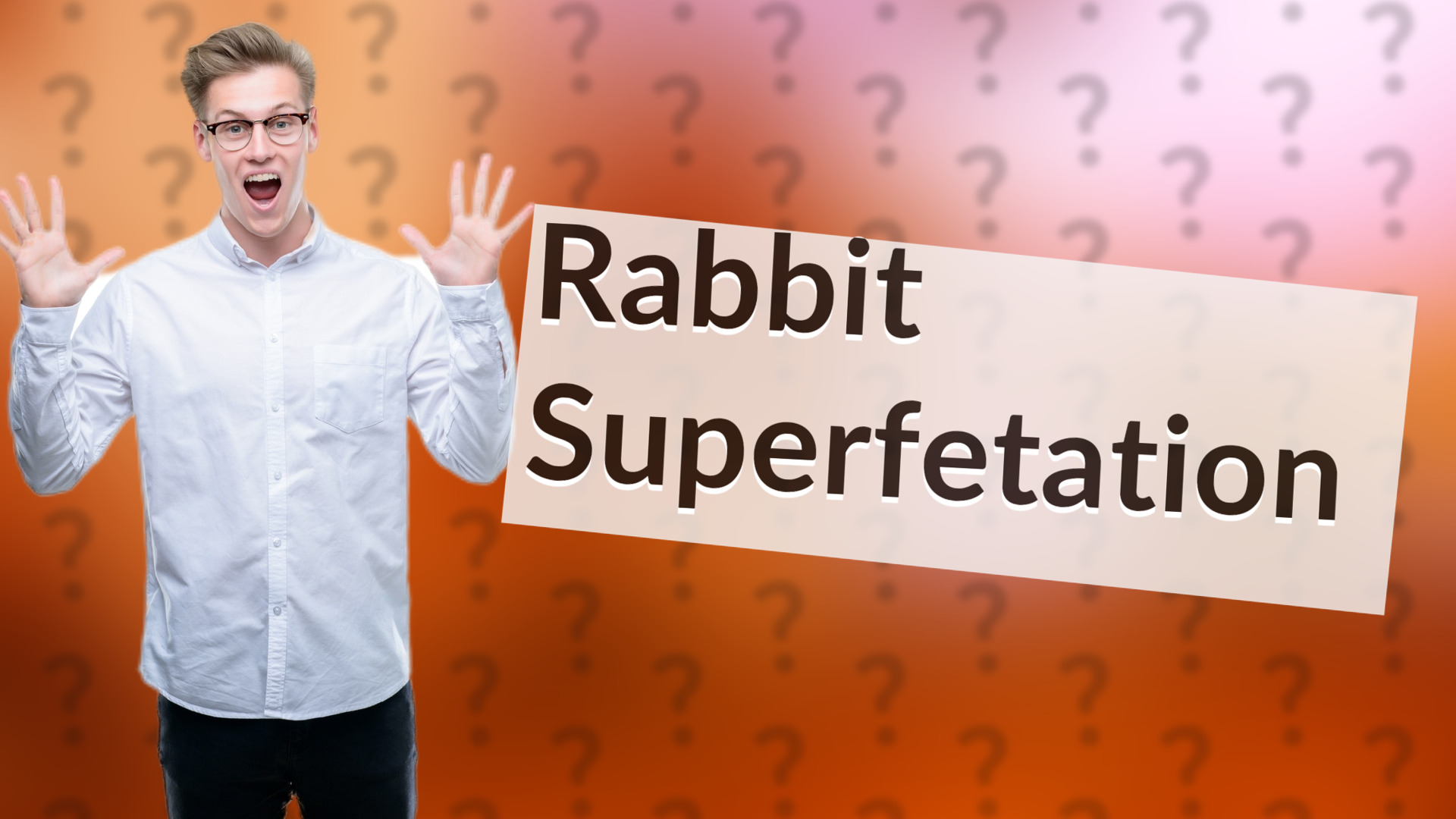 Rabbit Superfetation