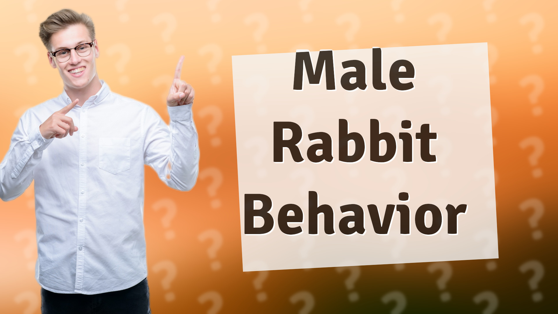 Male Rabbit Behavior