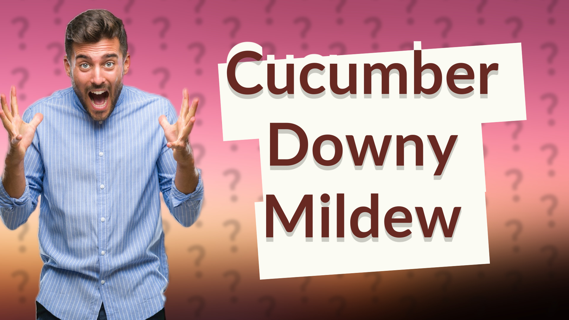 Cucumber Downy Mildew