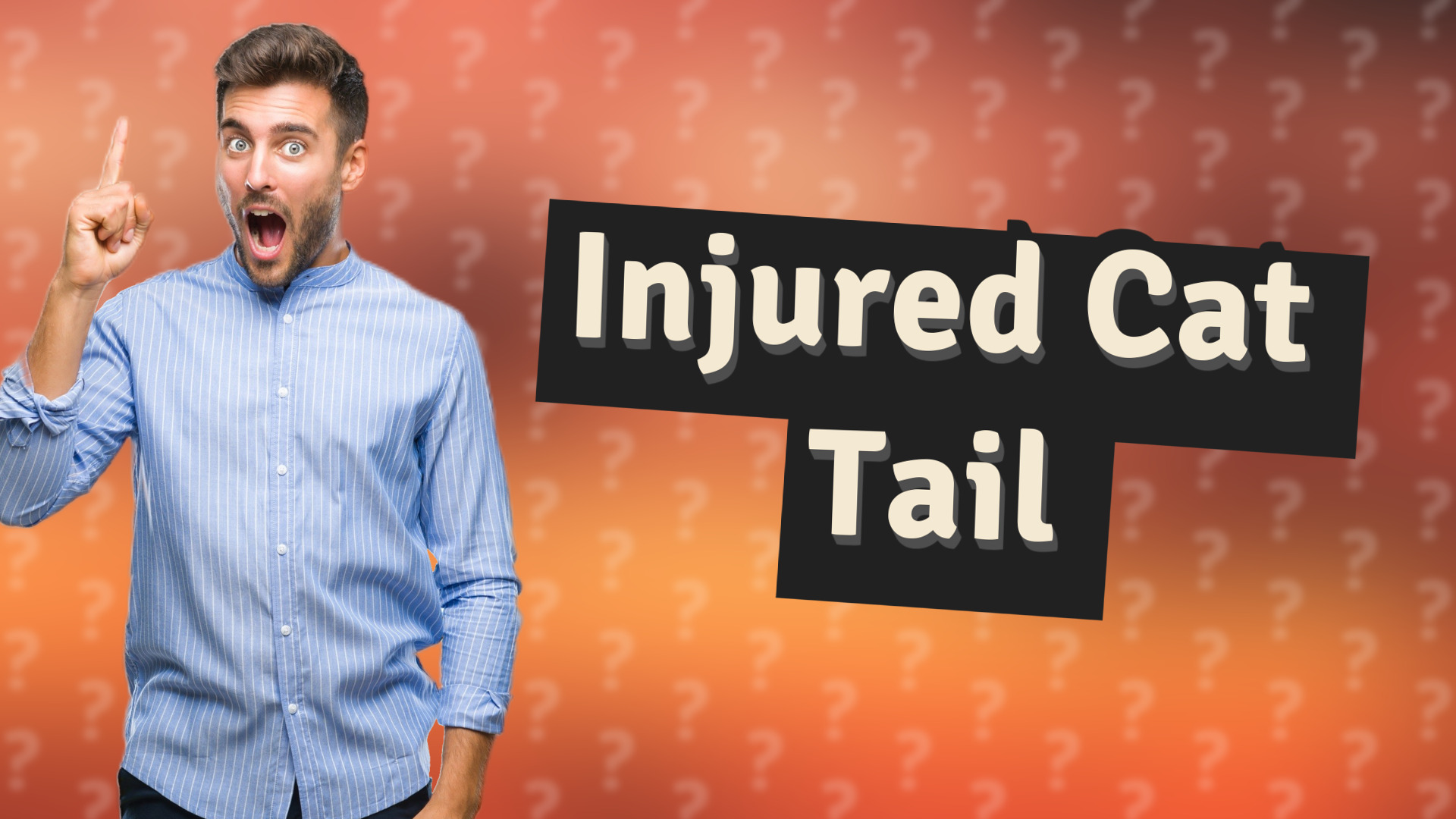 Injured Cat Tail