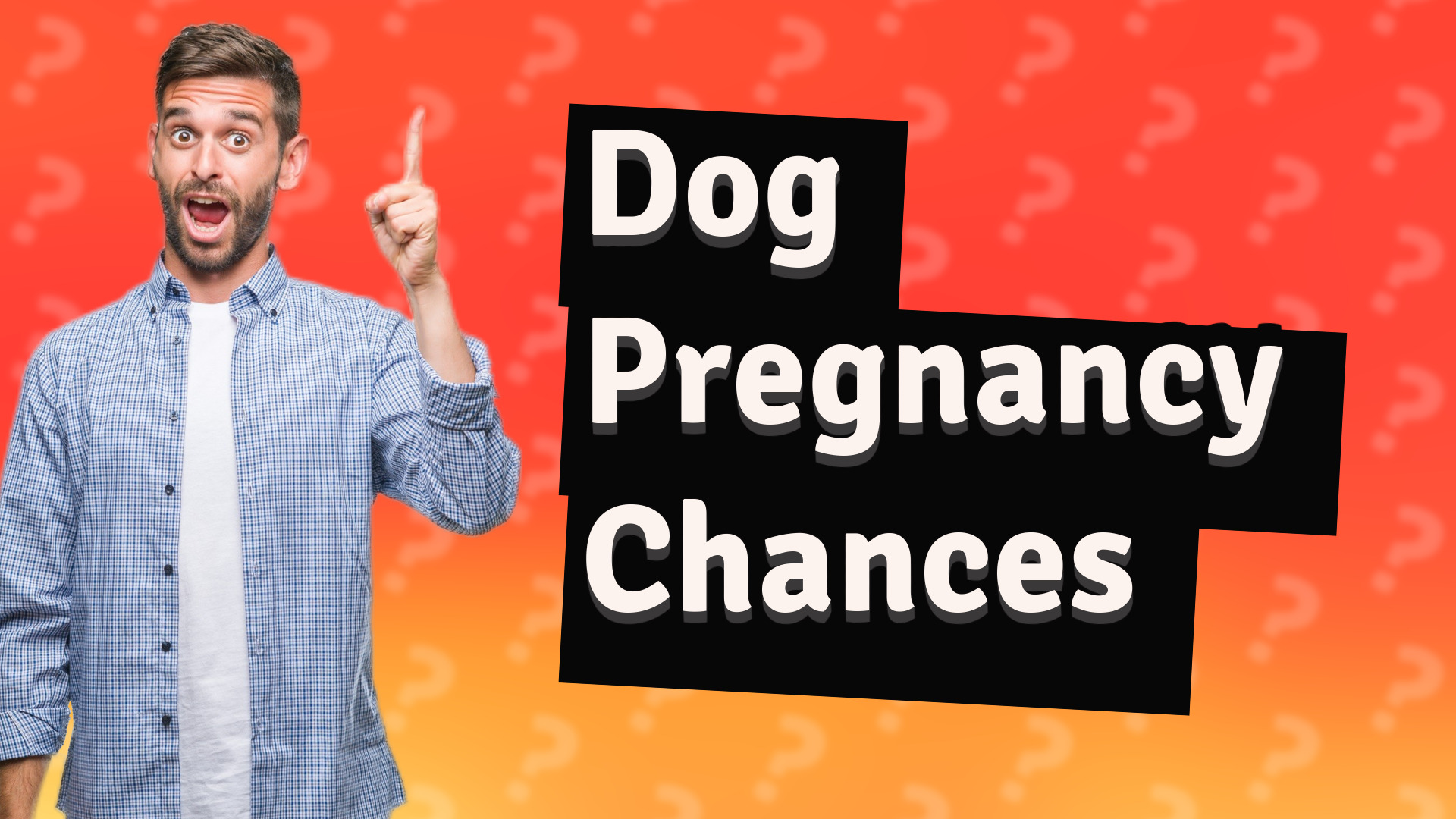 Dog Pregnancy Chances