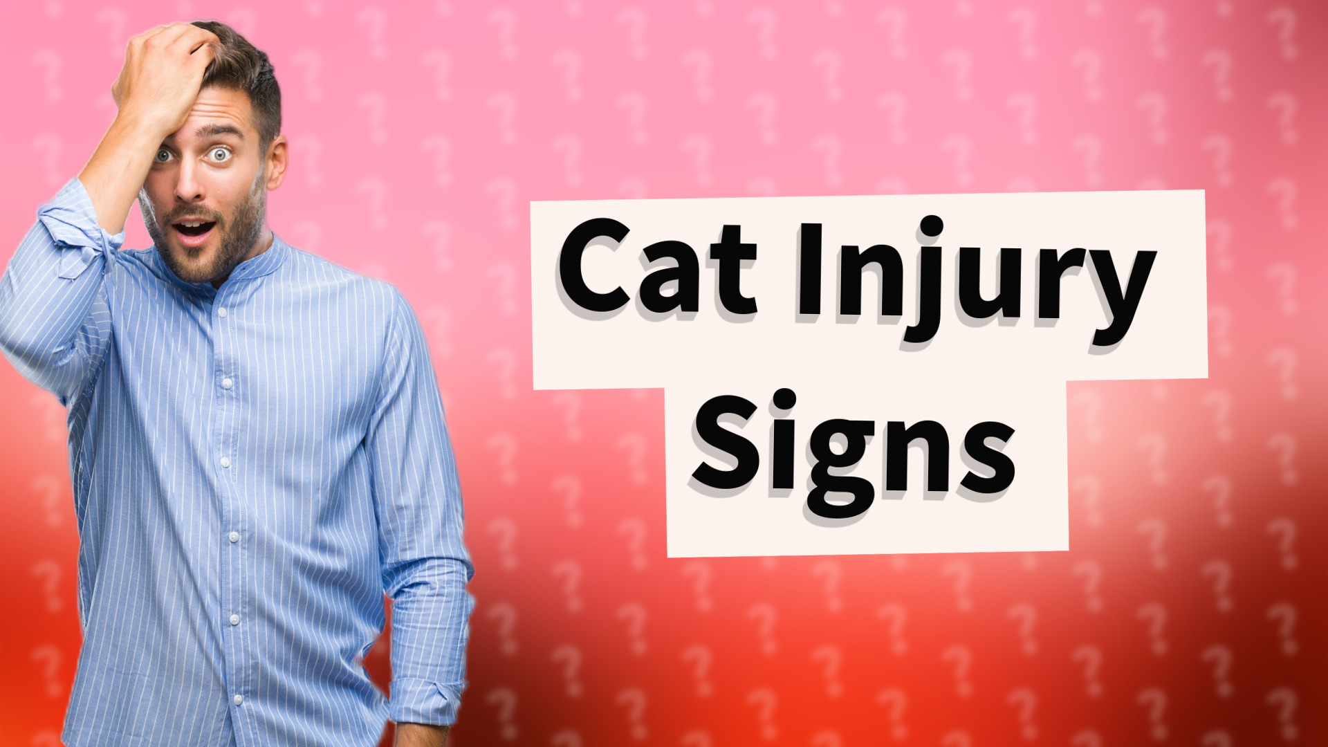 Cat Injury Signs