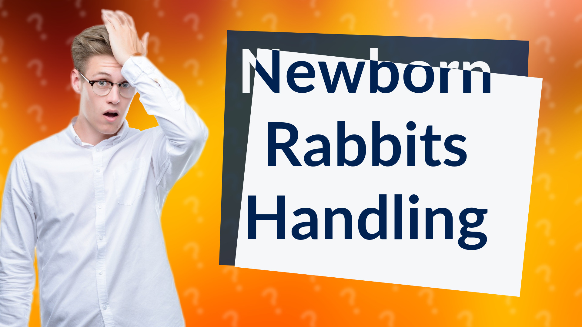 Newborn Rabbits Handling