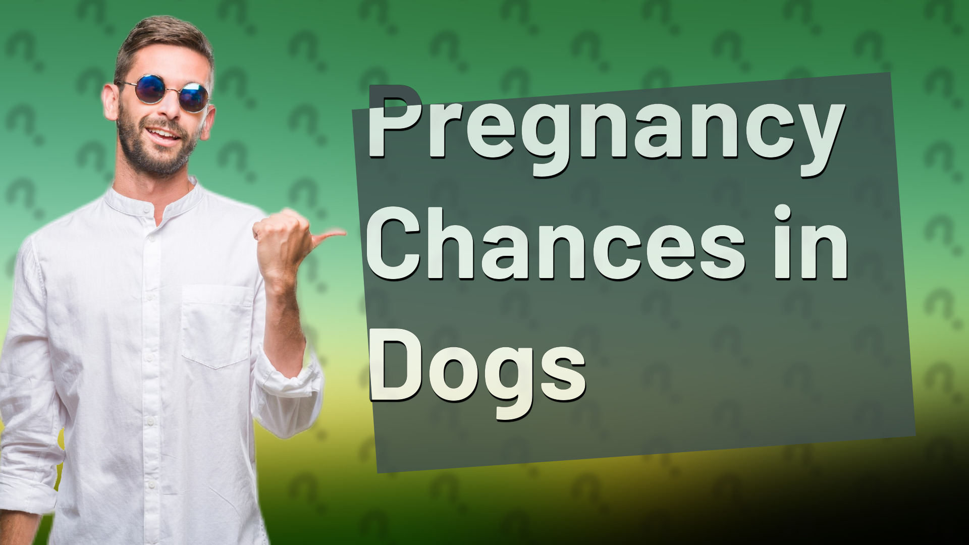Pregnancy Chances in Dogs