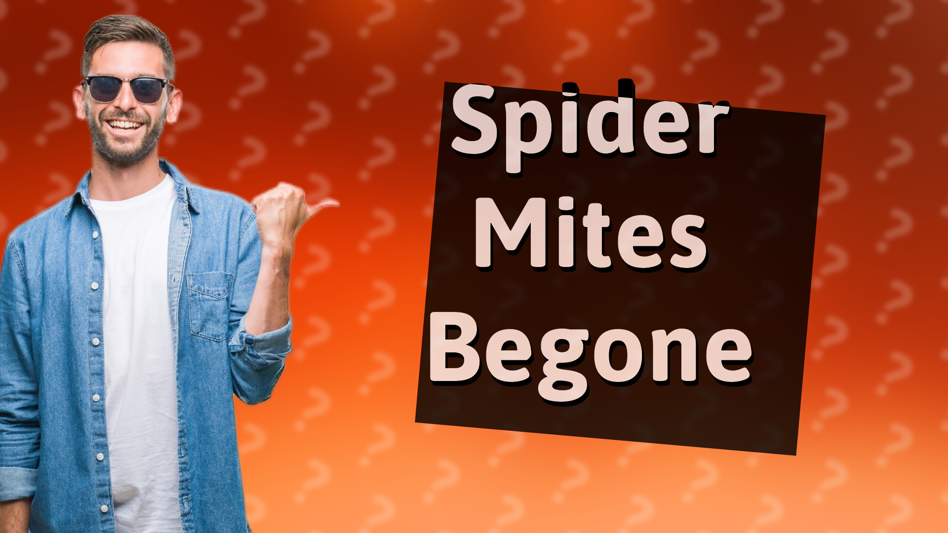 Spider Mites Begone