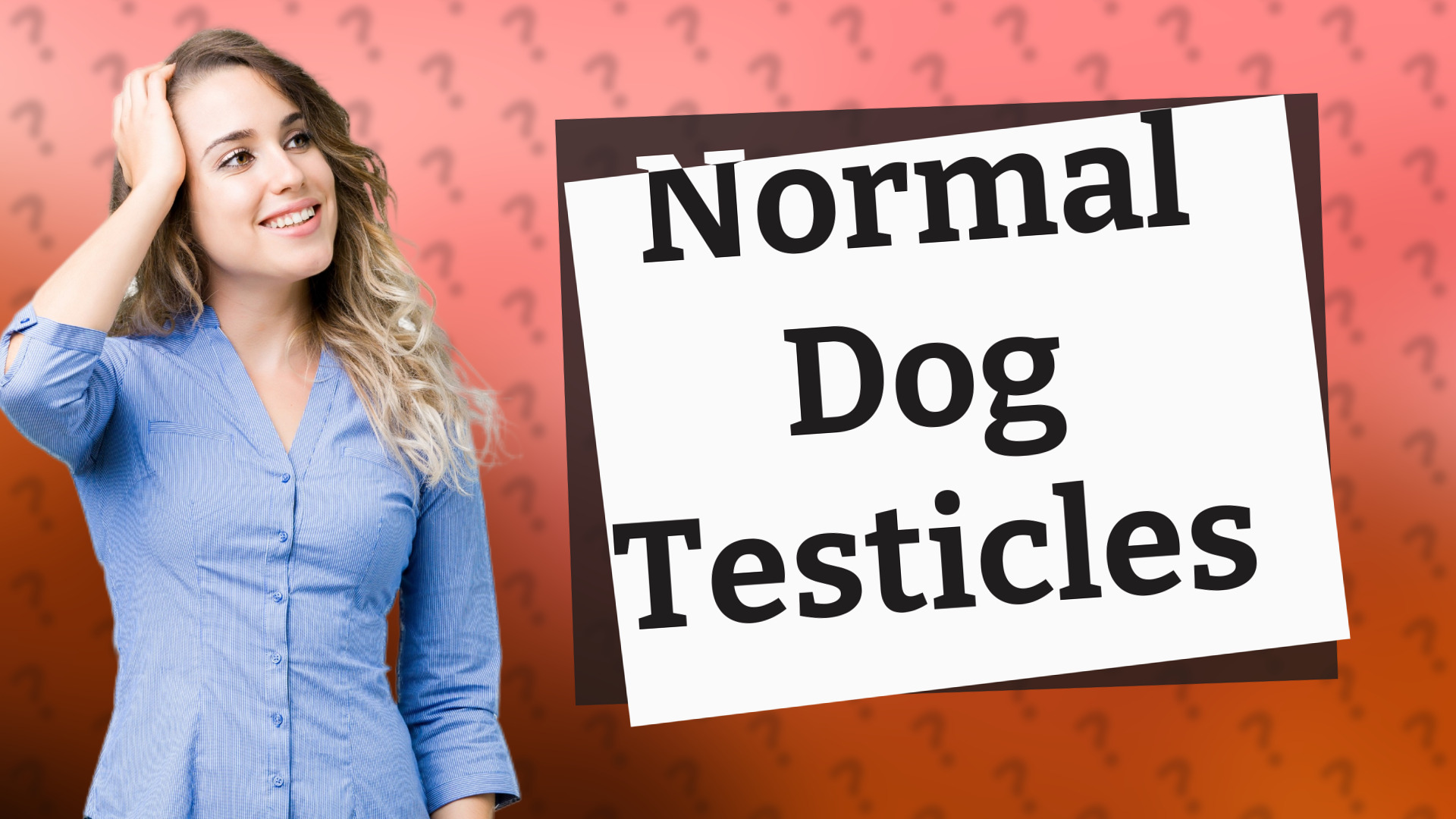 Normal Dog Testicles