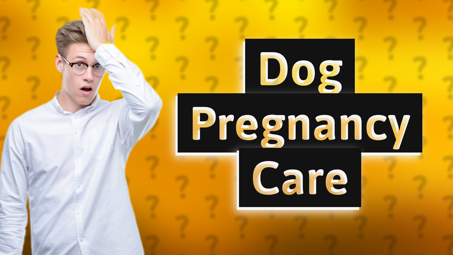Dog Pregnancy Care