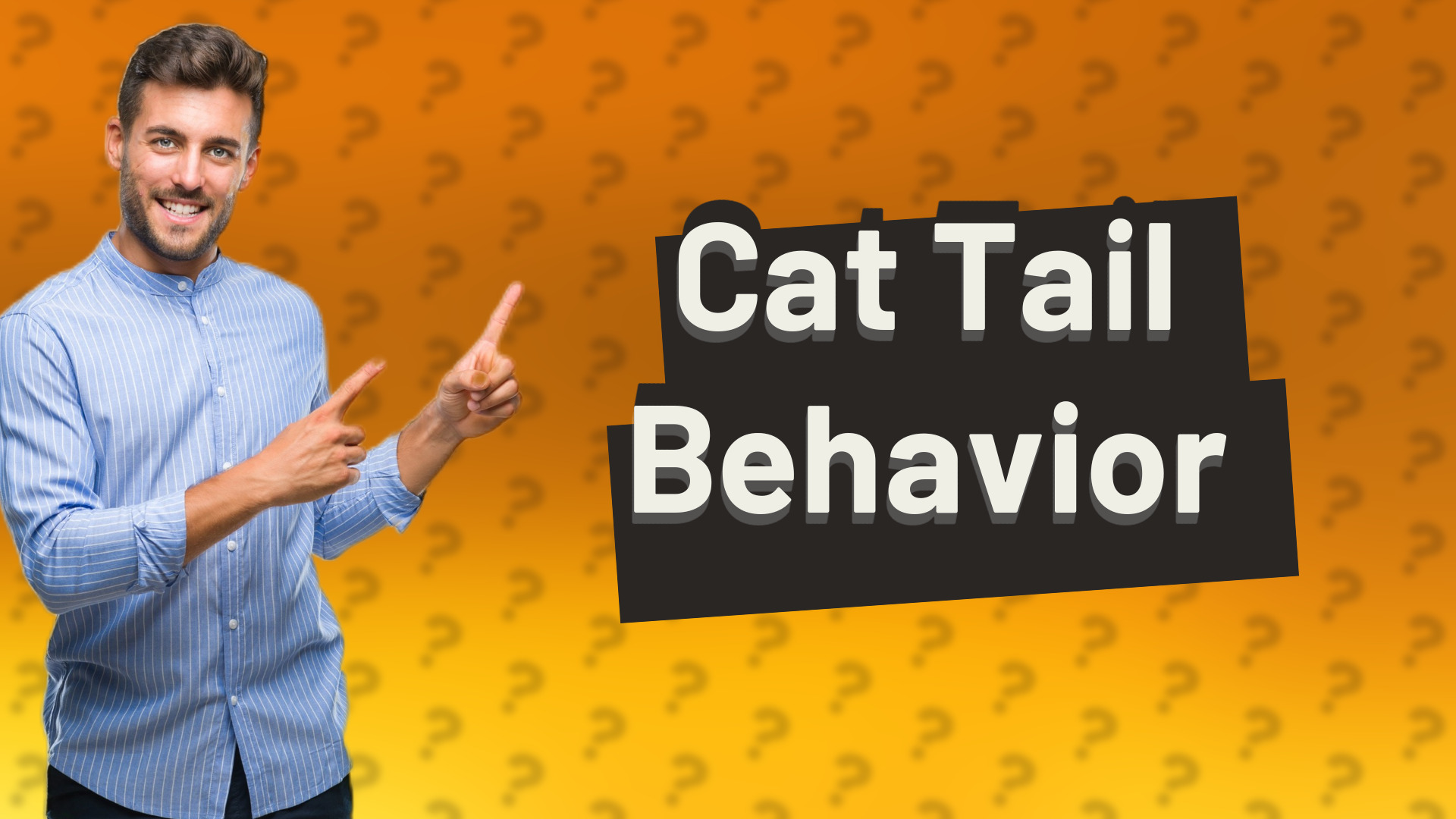 Cat Tail Behavior