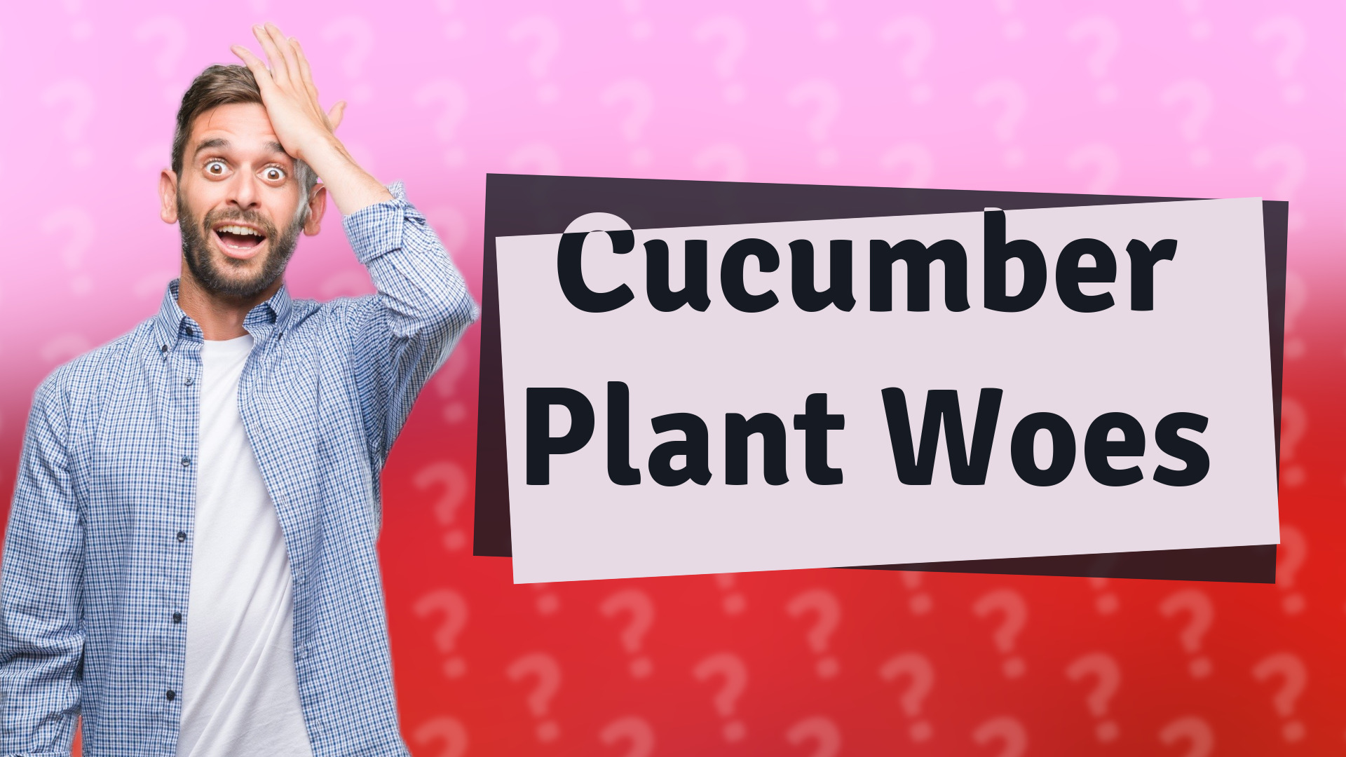 Cucumber Plant Woes