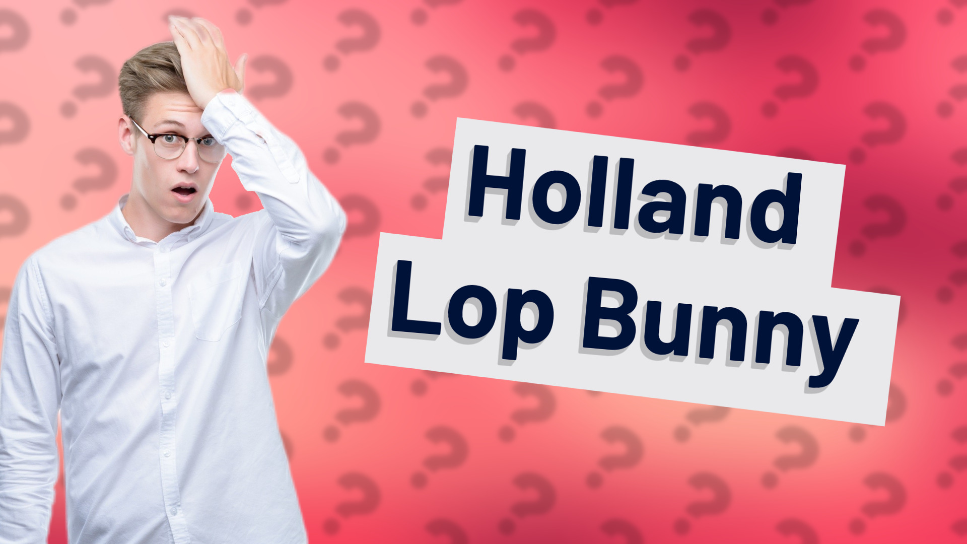 Holland Lop Bunny