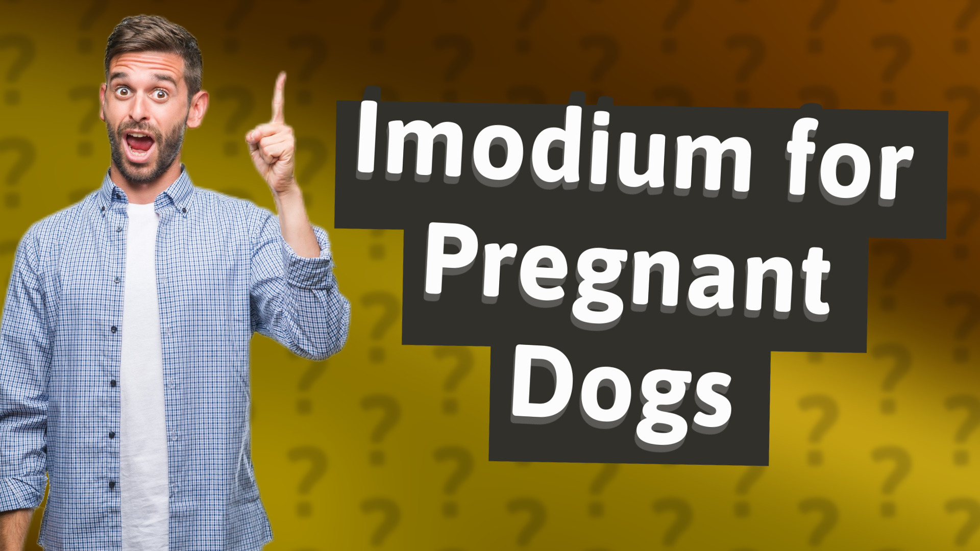 Imodium for Pregnant Dogs