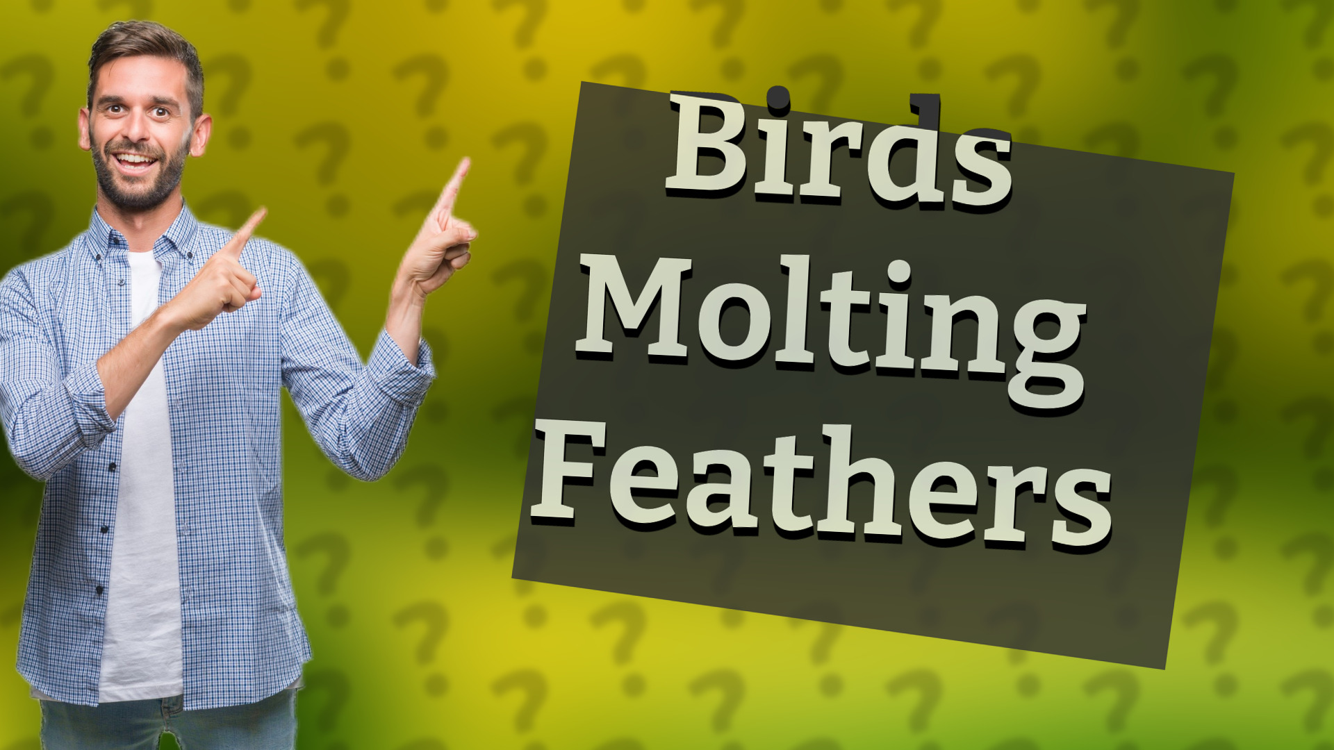 Birds Molting Feathers