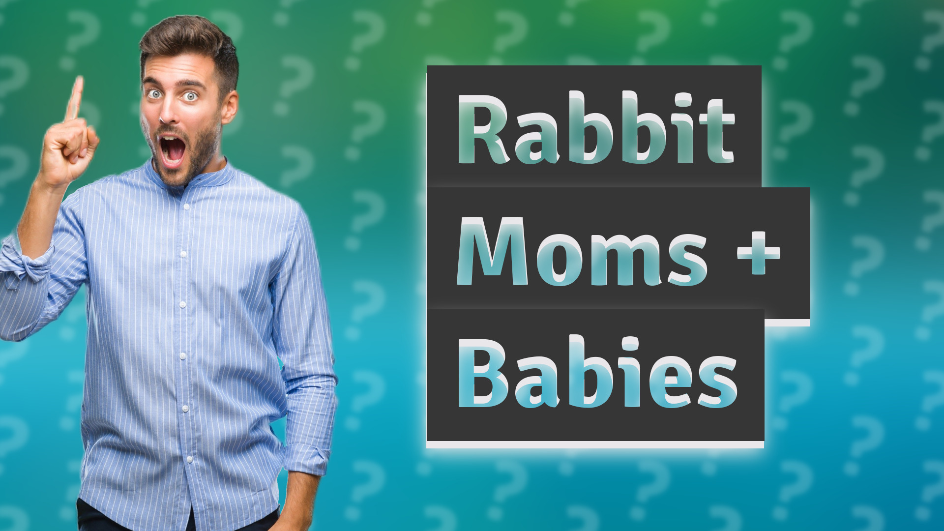 Rabbit Moms + Babies