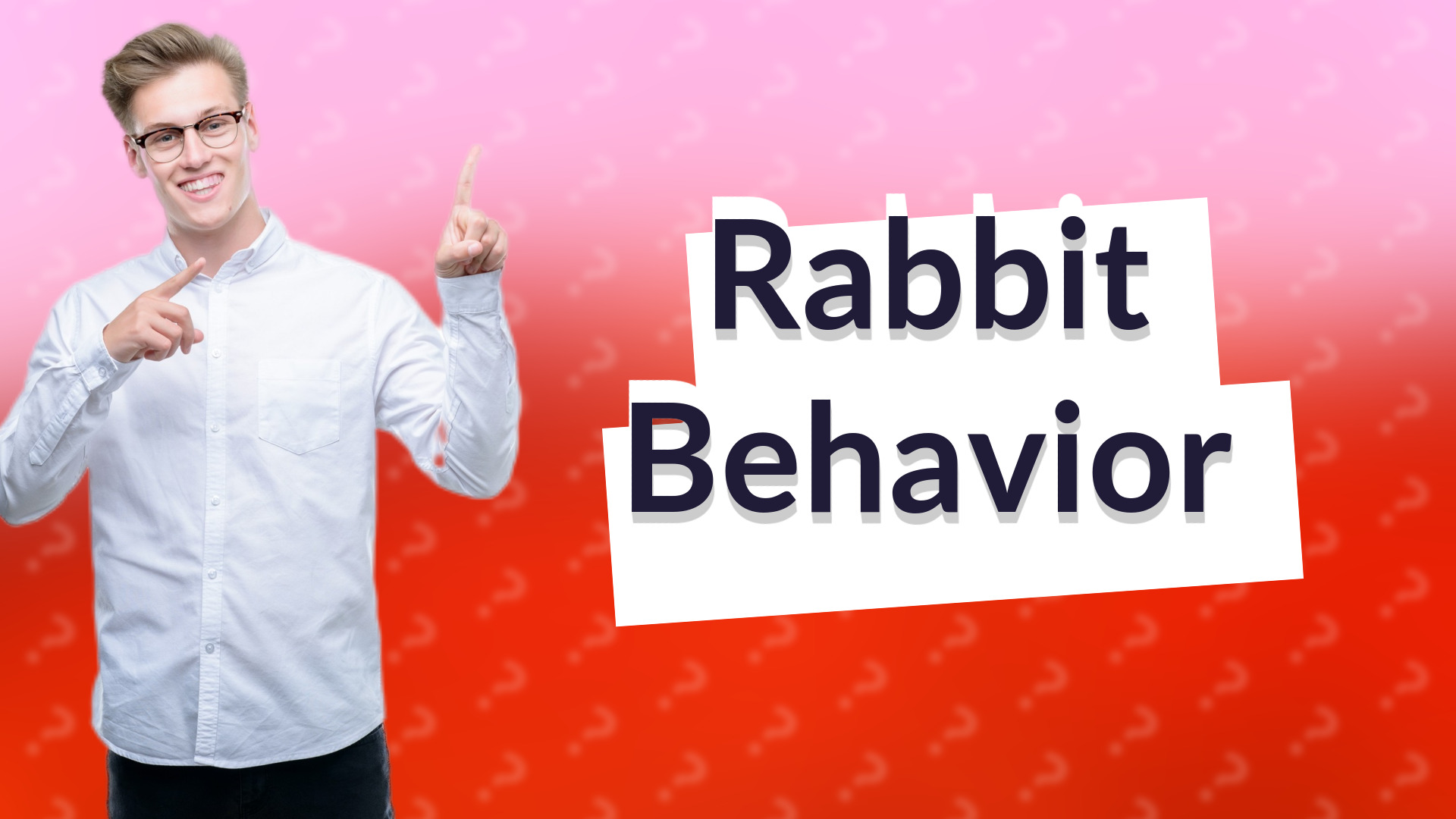 Rabbit Behavior
