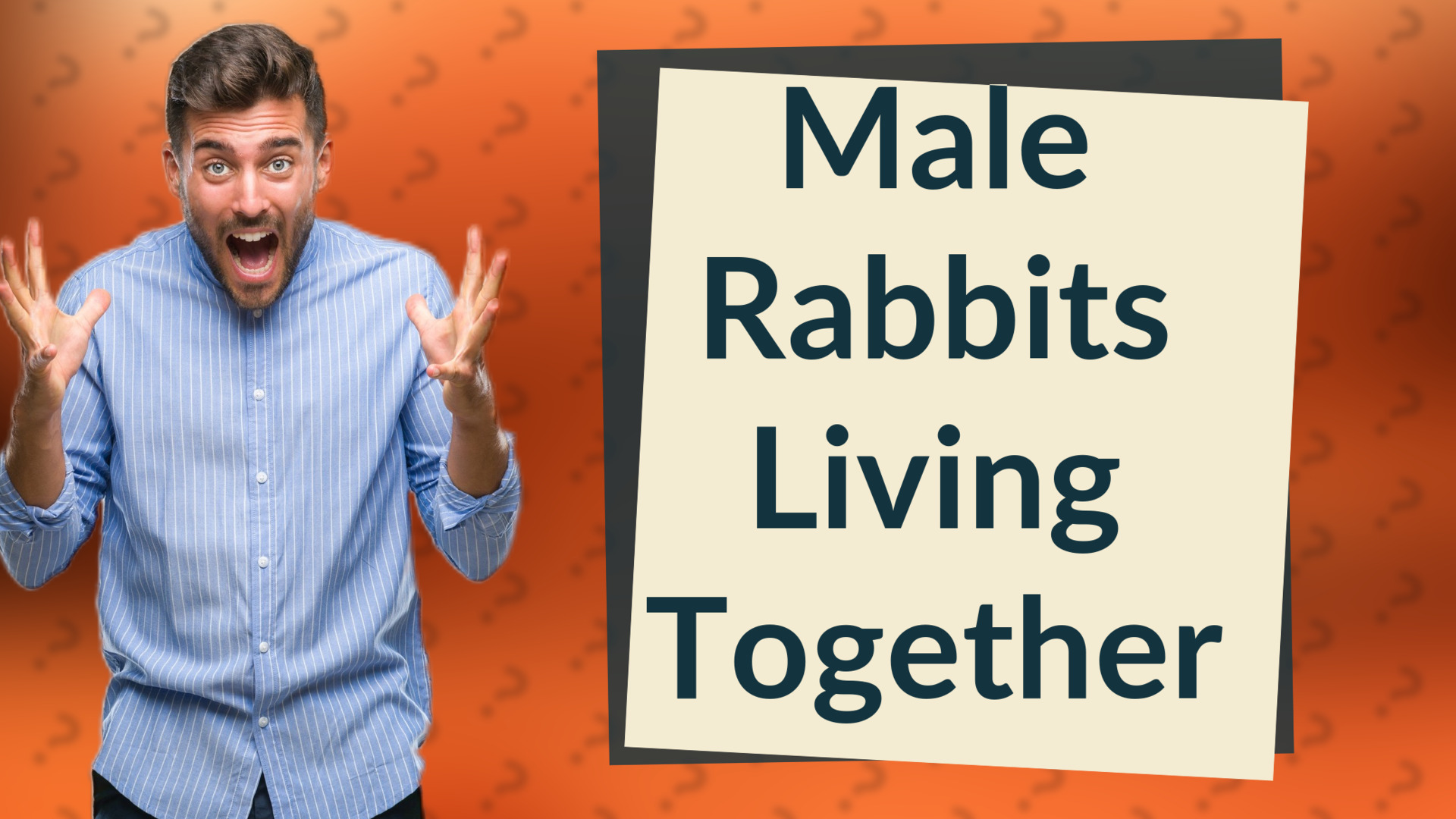 Male Rabbits Living Together