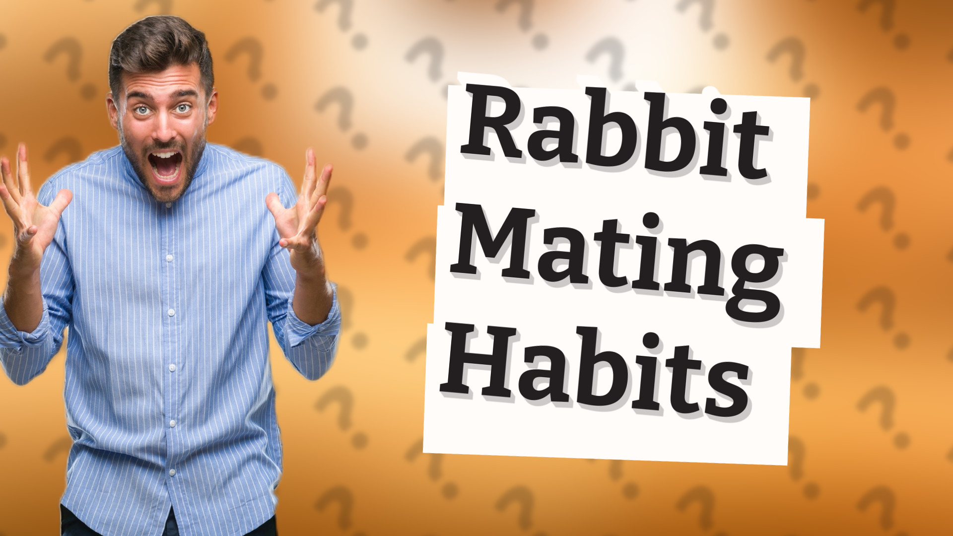 Rabbit Mating Habits