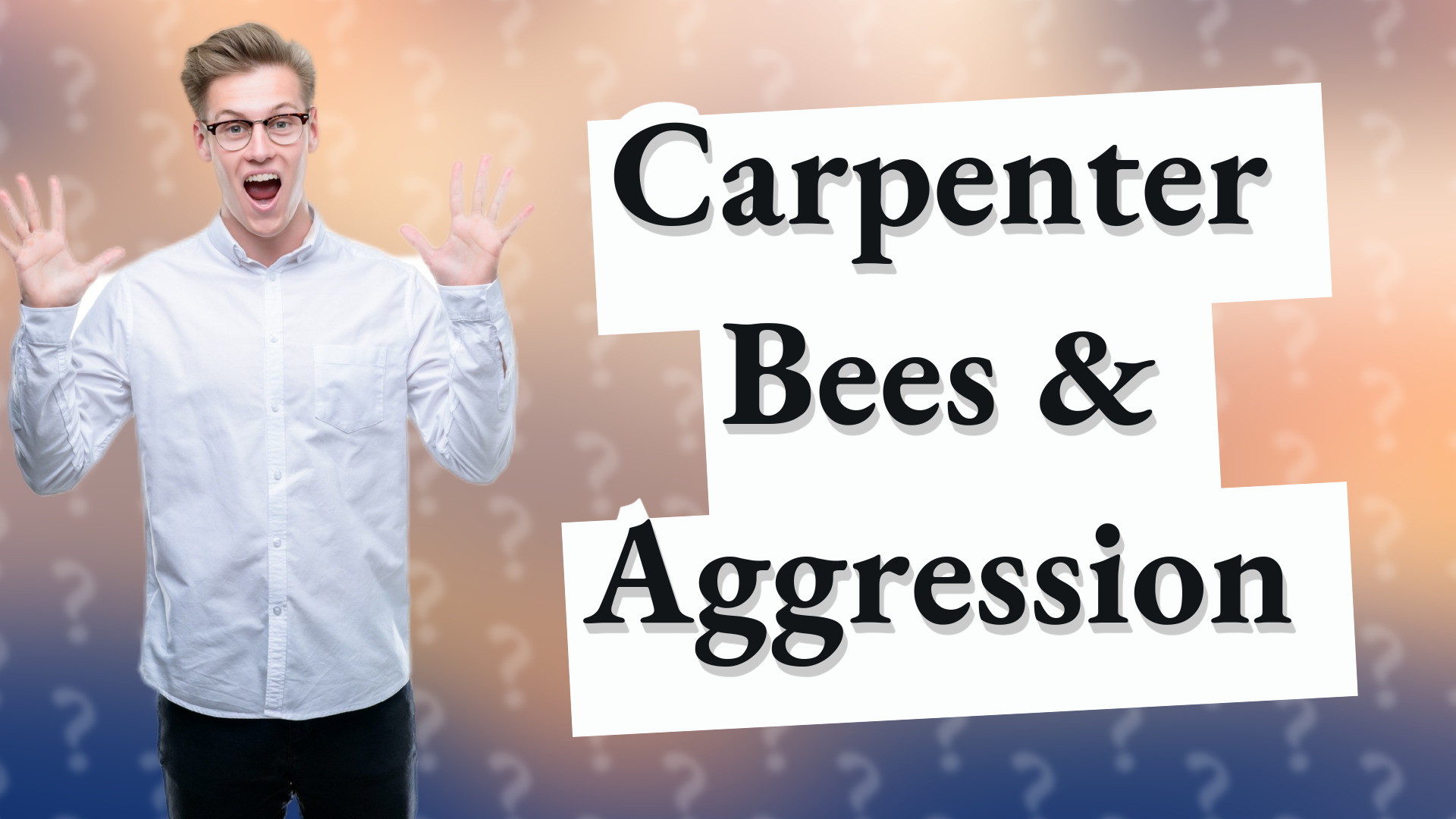Carpenter Bees & Aggression