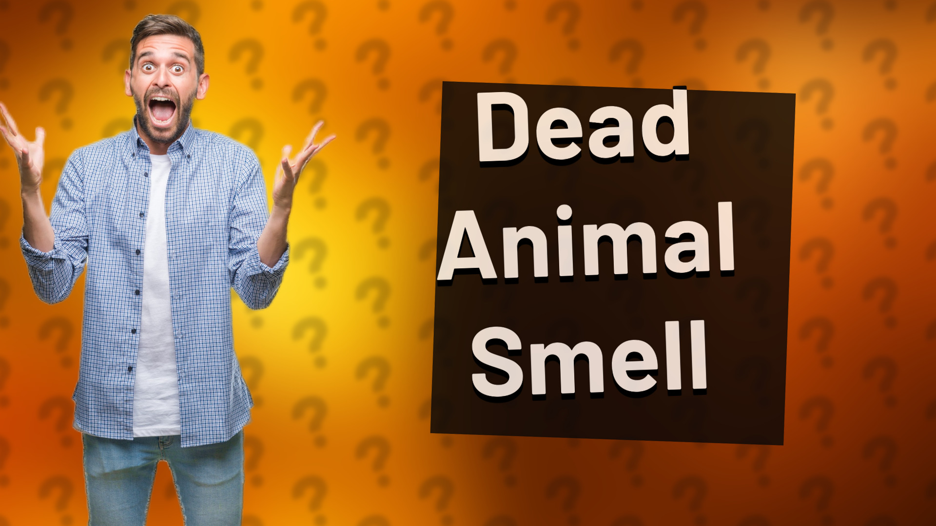 Dead Animal Smell