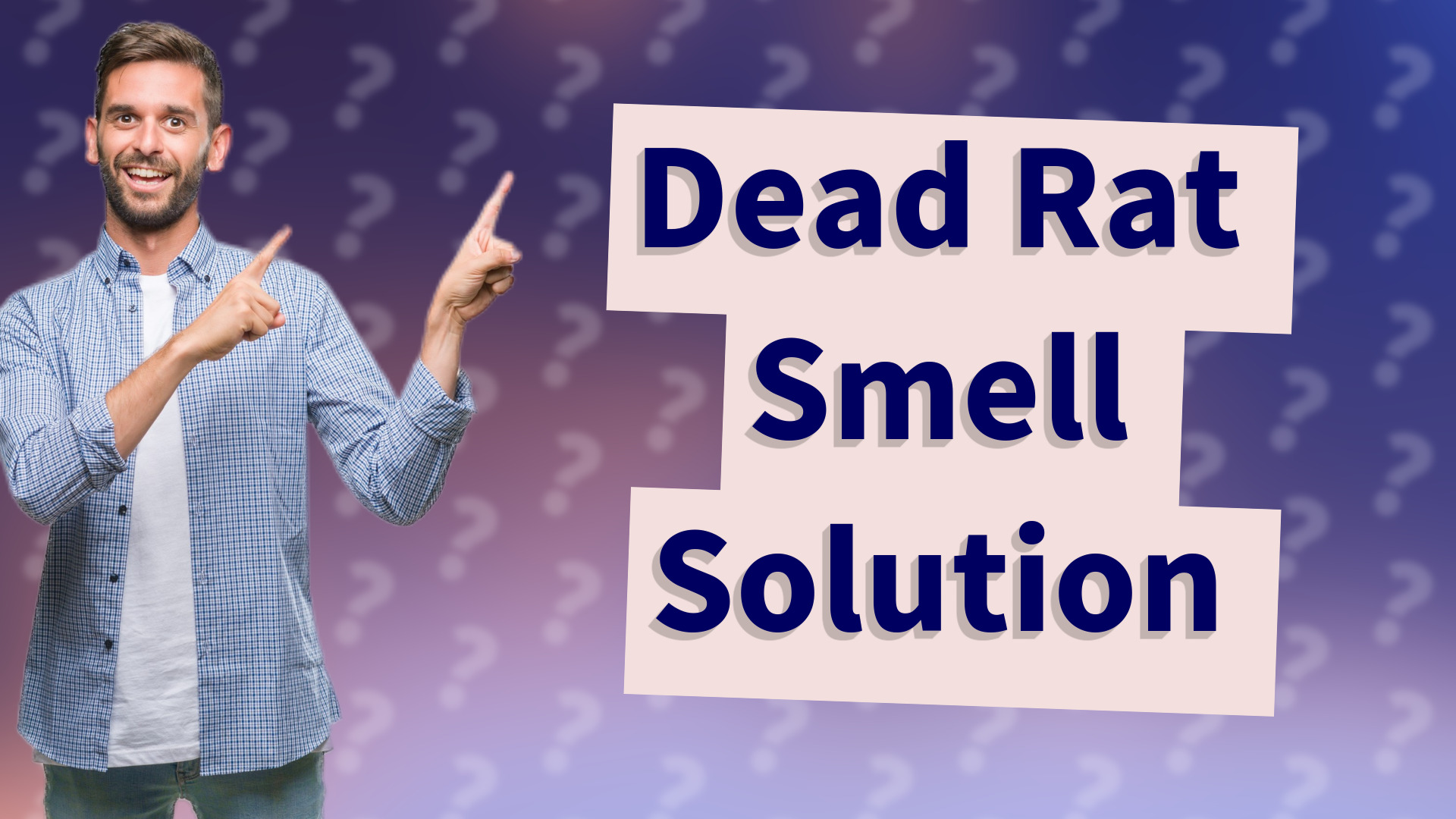 Dead Rat Smell Solution