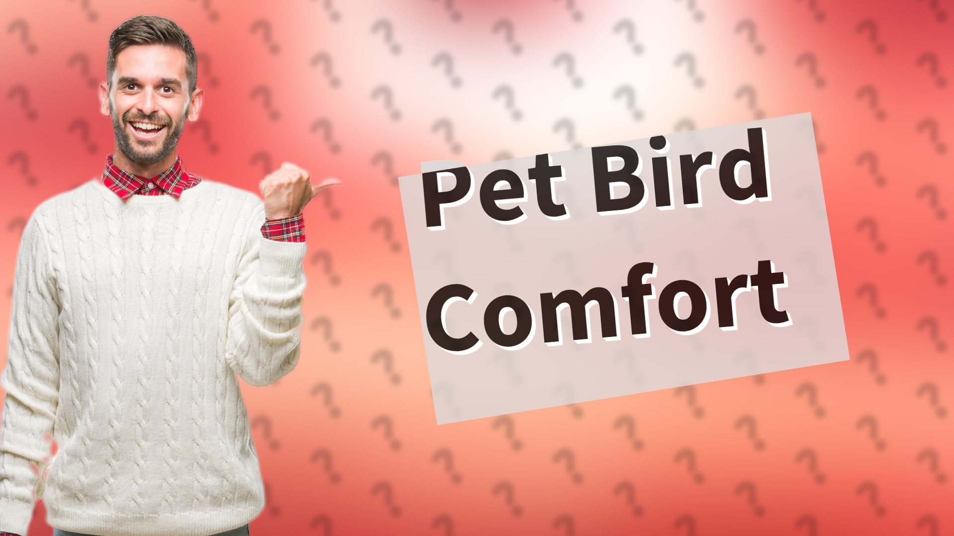 Pet Bird Comfort
