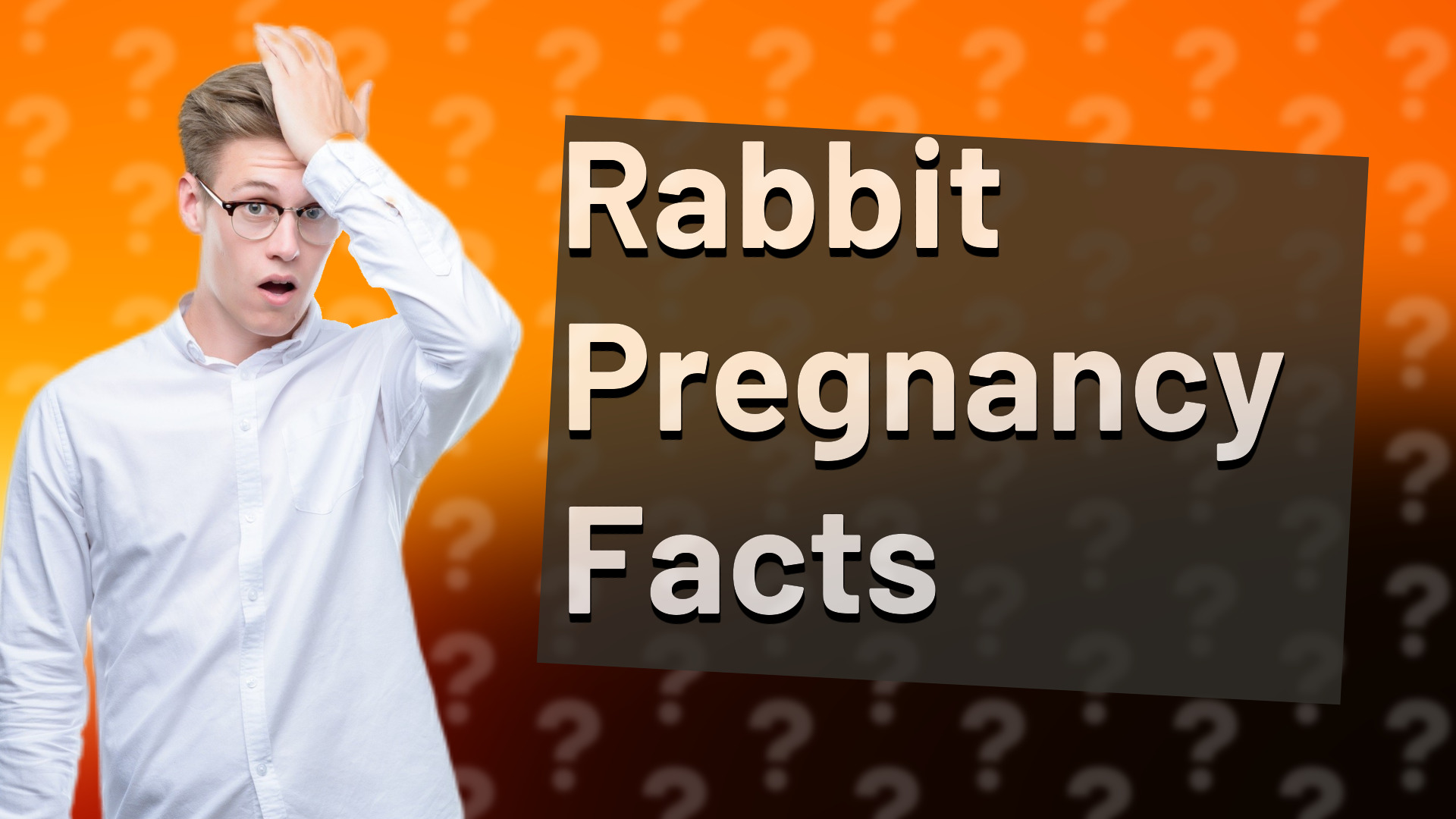 Rabbit Pregnancy Facts