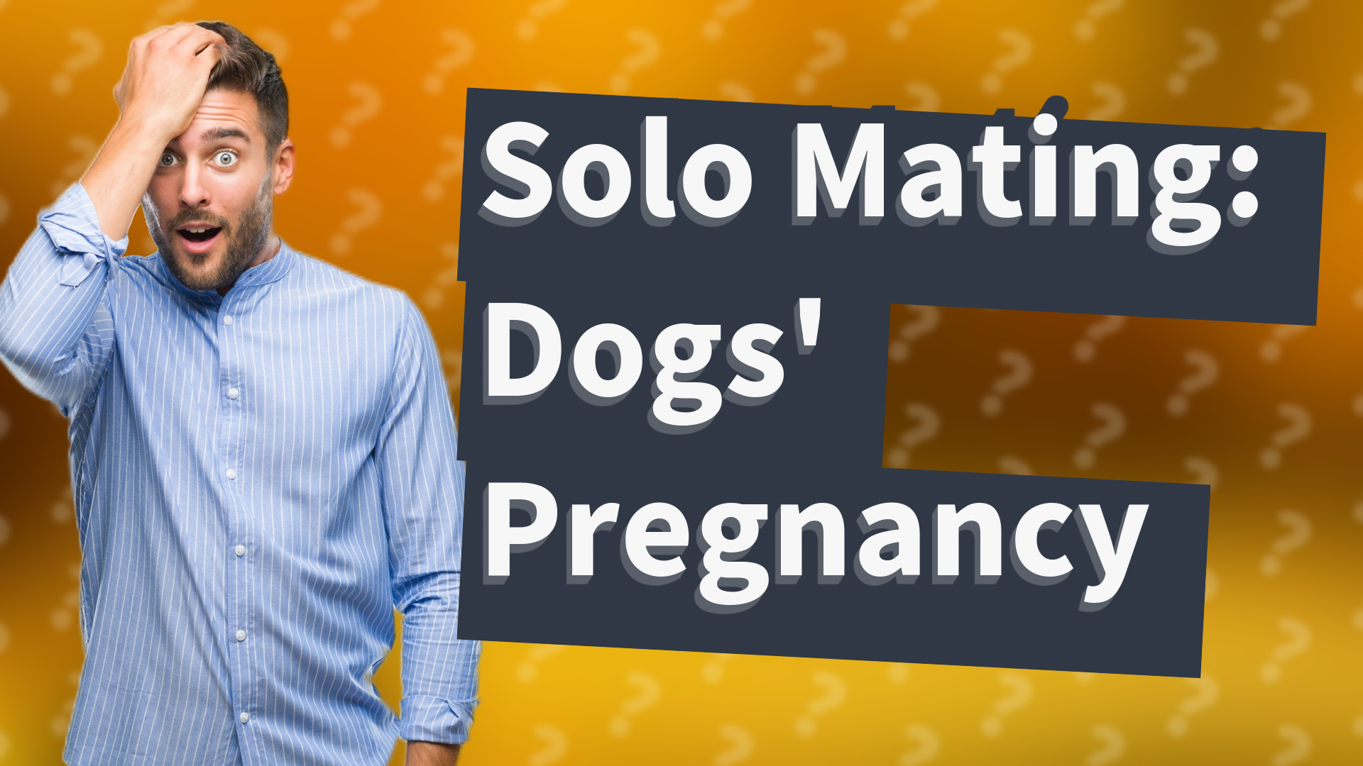 Solo Mating: Dogs' Pregnancy