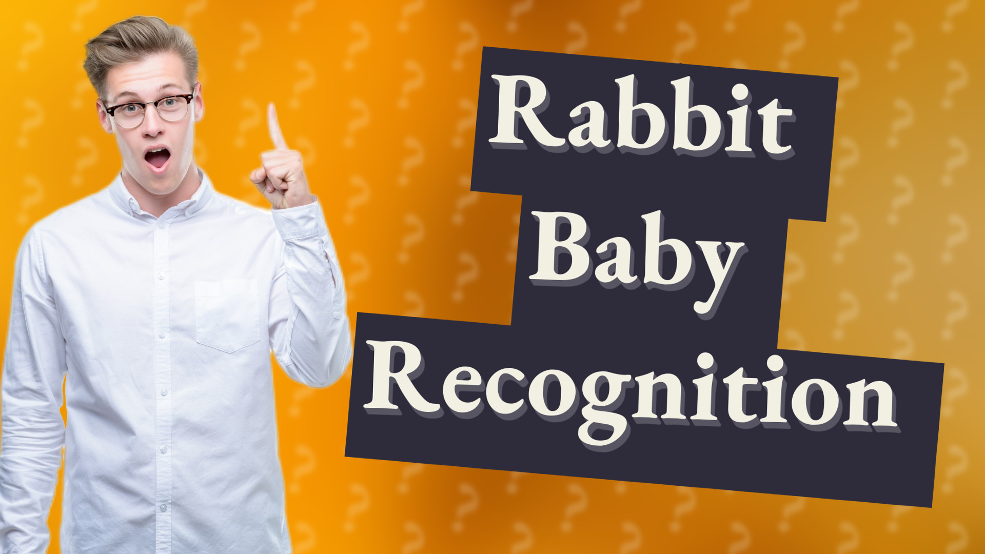 Rabbit Baby Recognition