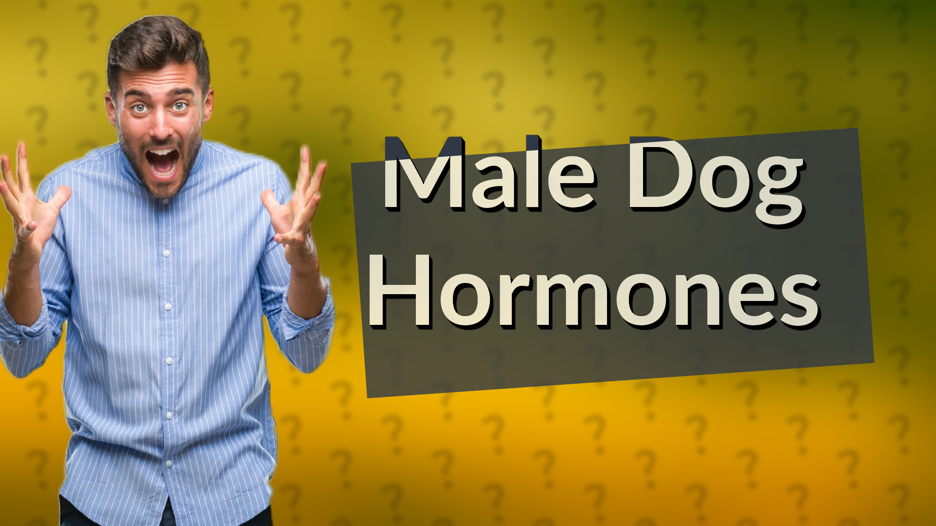 Male Dog Hormones