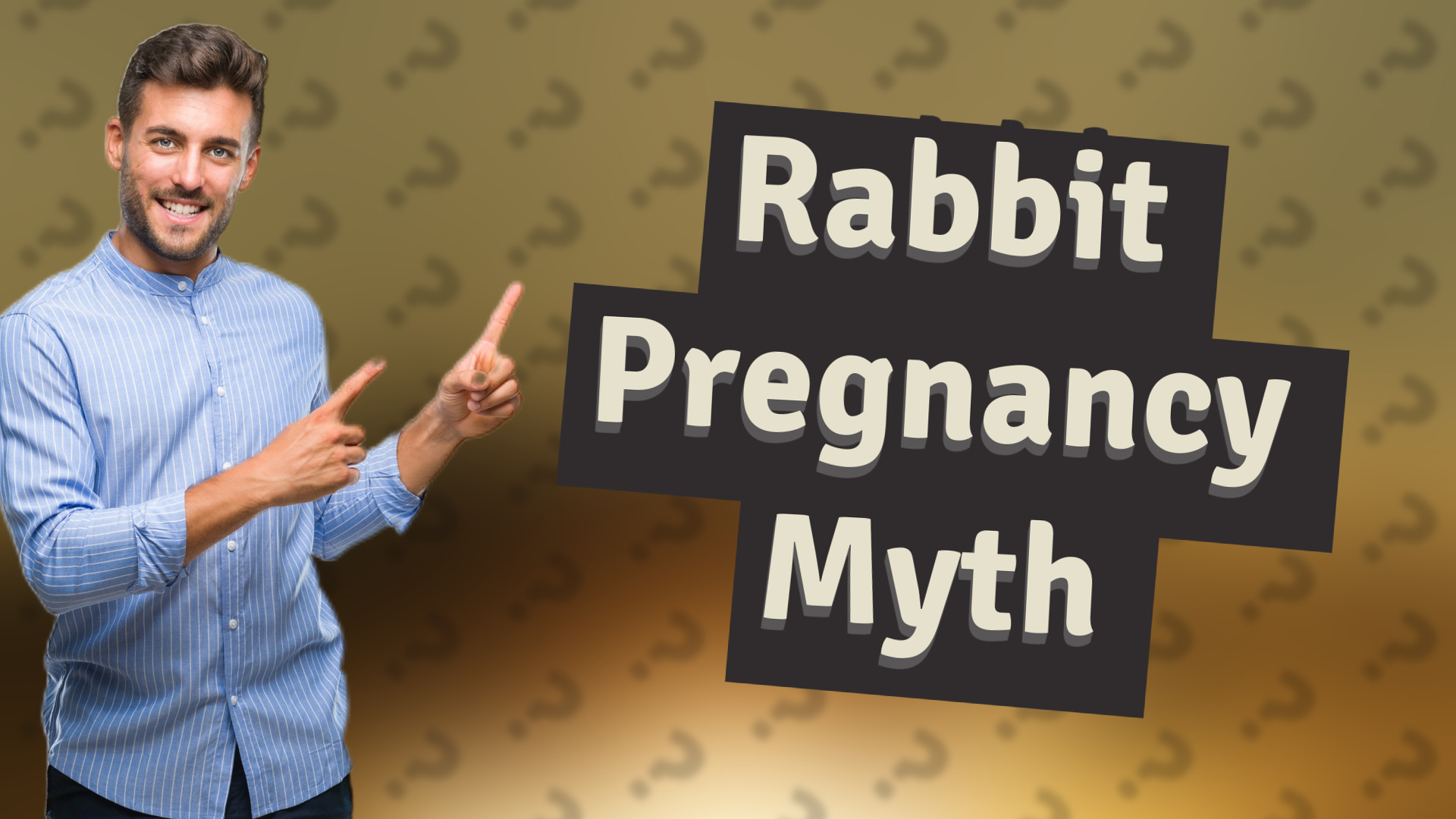 Rabbit Pregnancy Myth