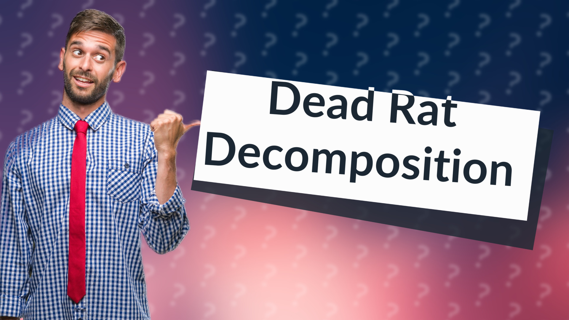 Dead Rat Decomposition
