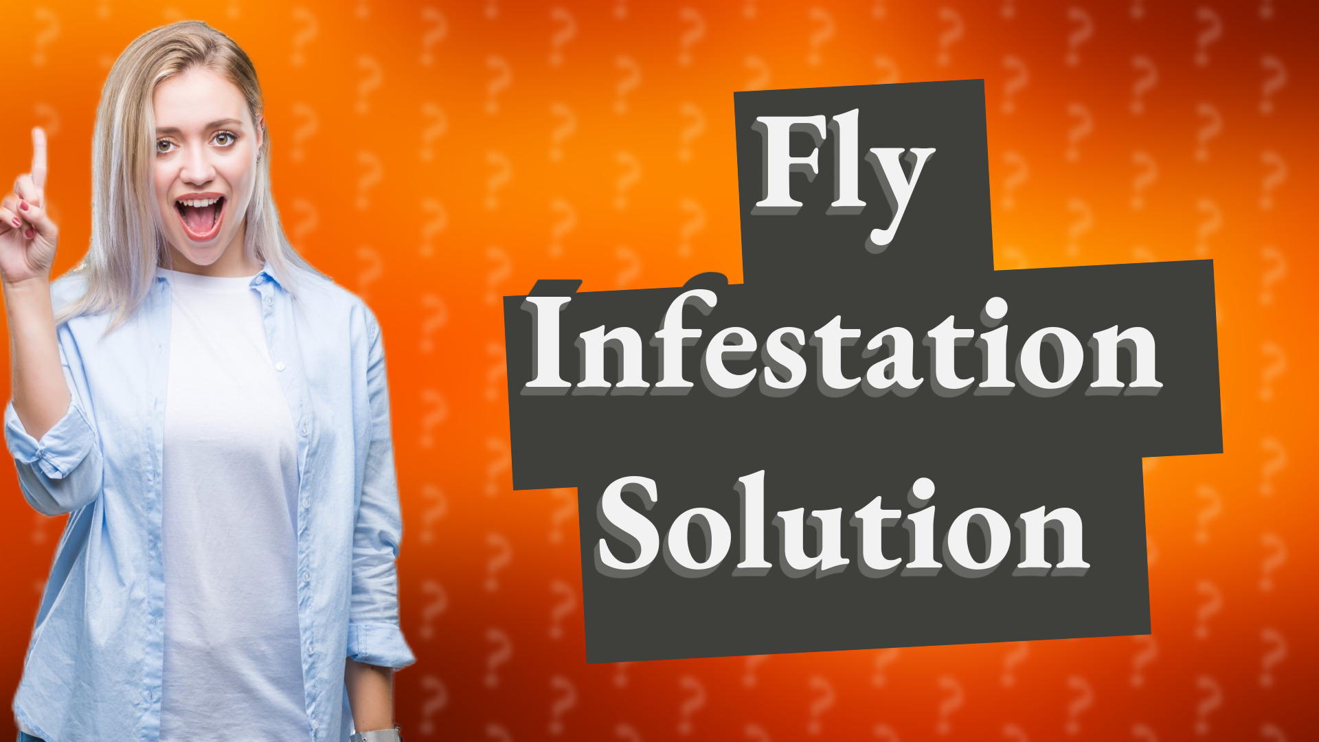 Fly Infestation Solution