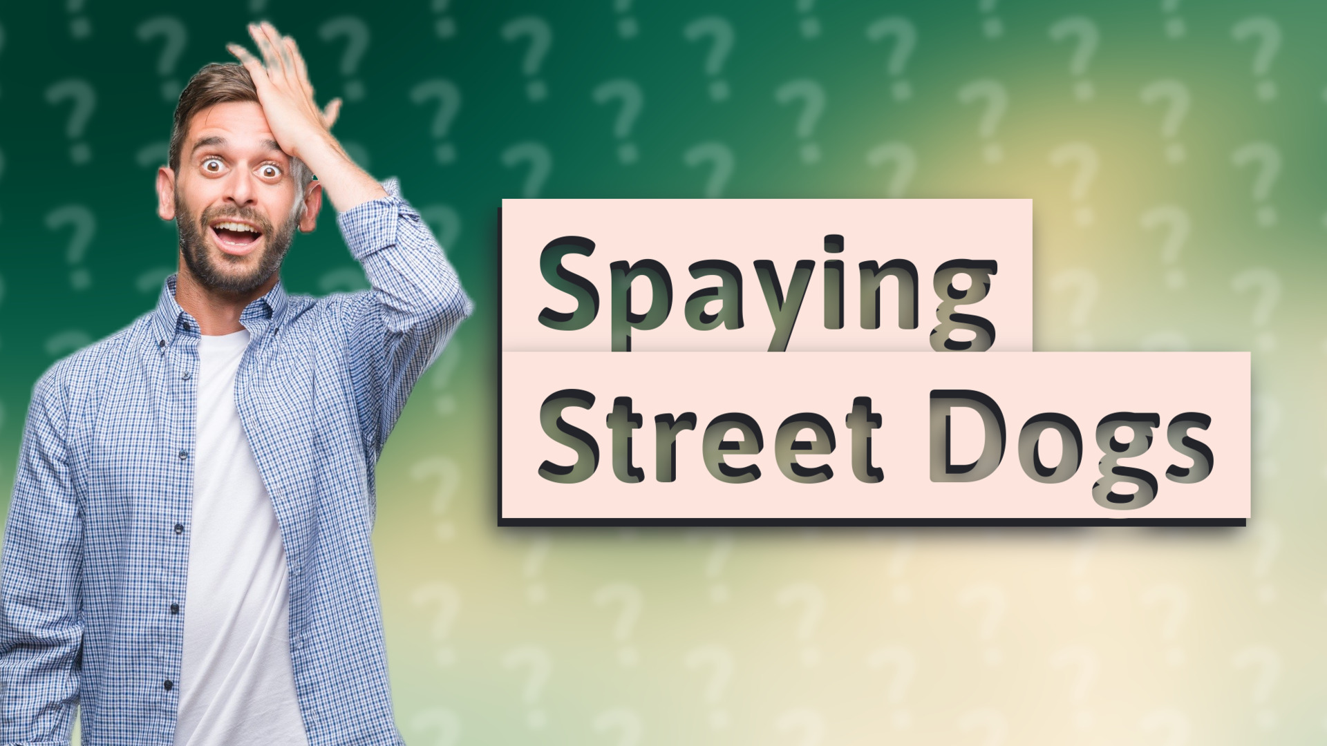 Spaying Street Dogs