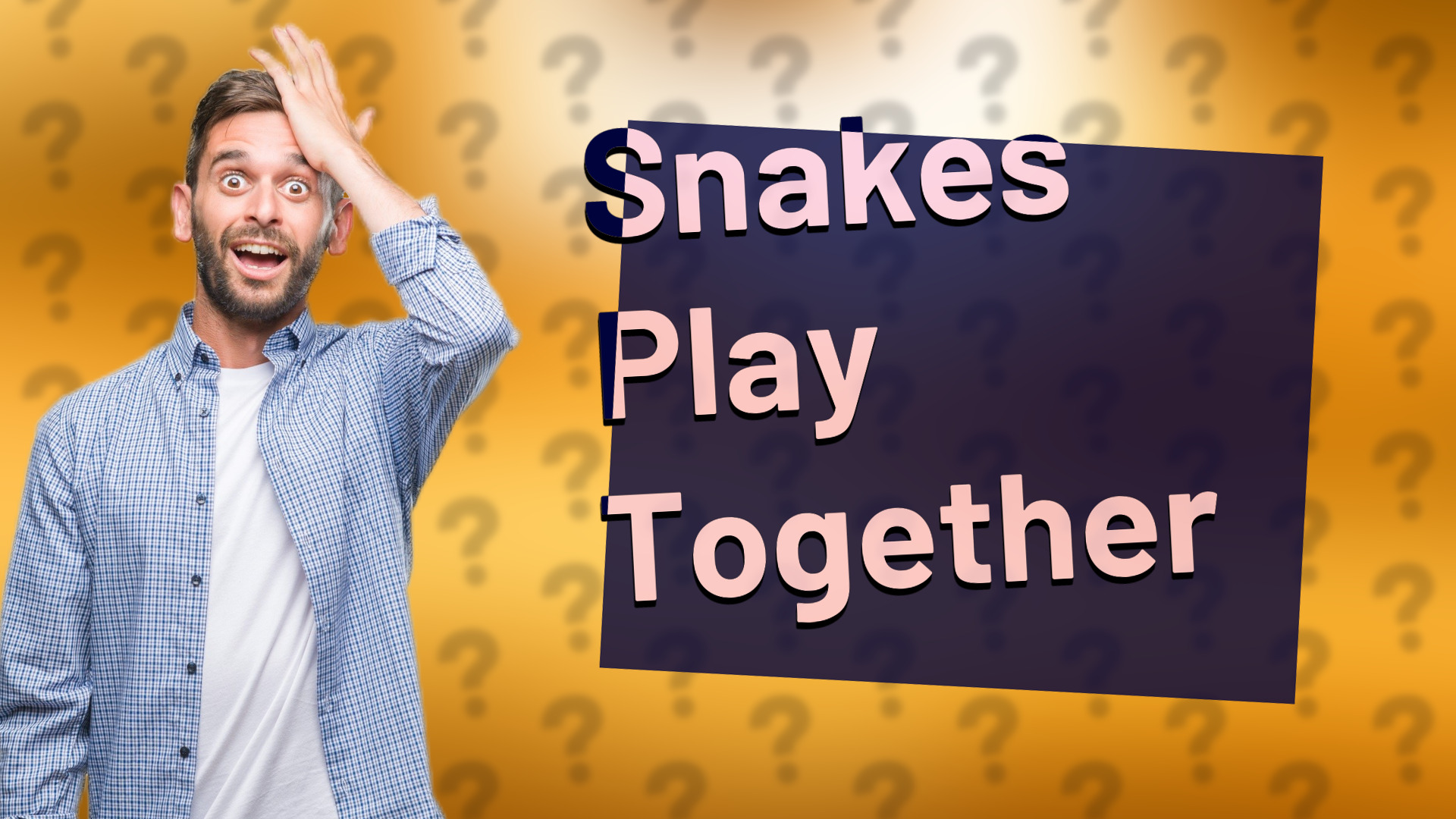Snakes Play Together