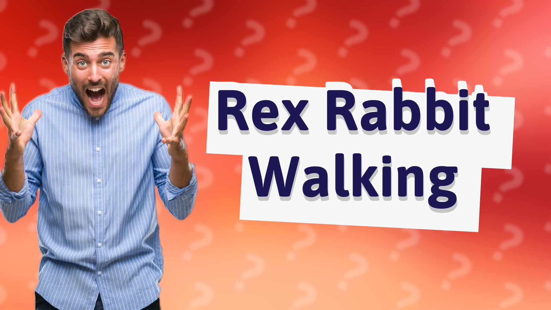 Rex Rabbit Walking