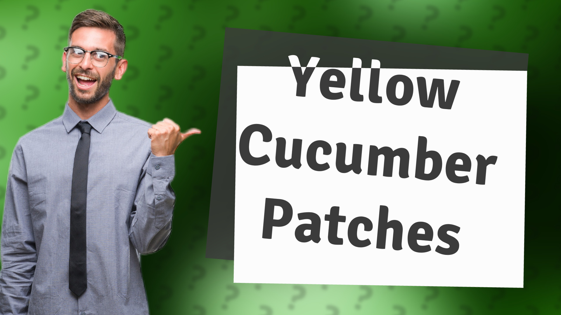 Yellow Cucumber Patches