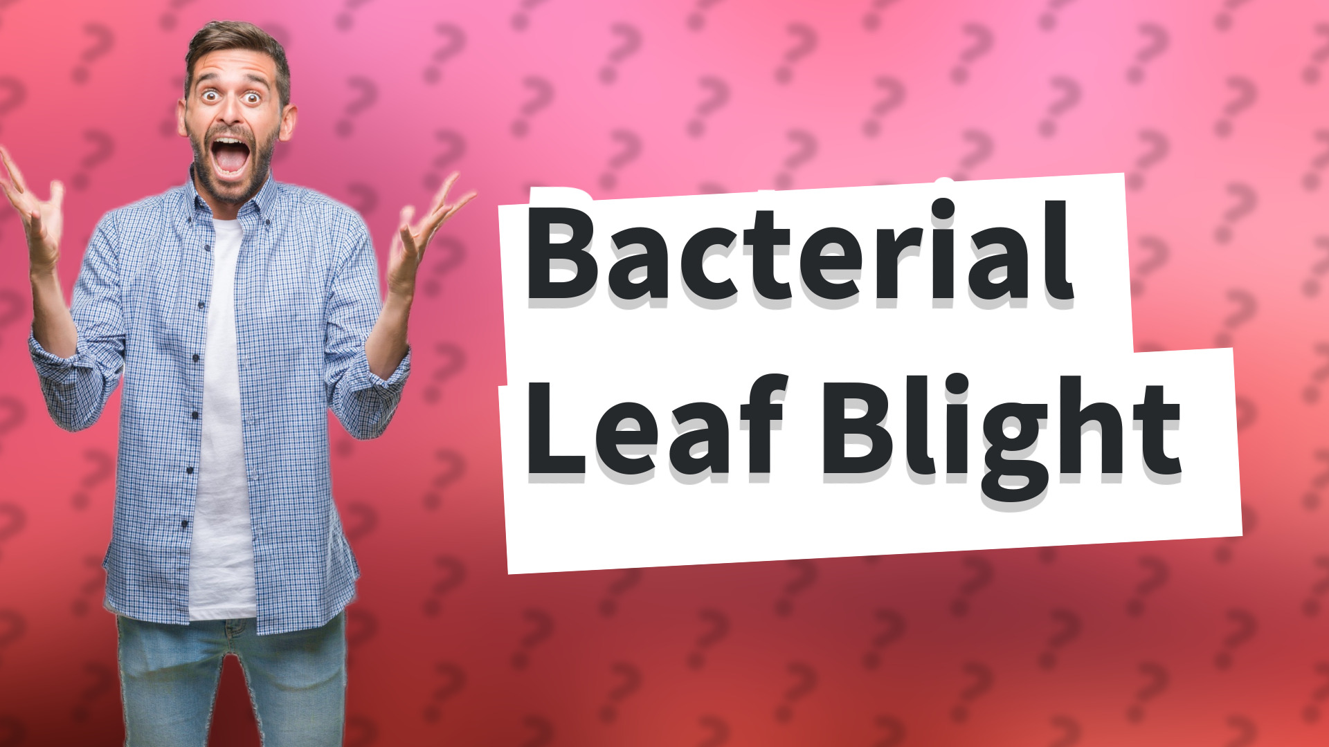 Bacterial Leaf Blight